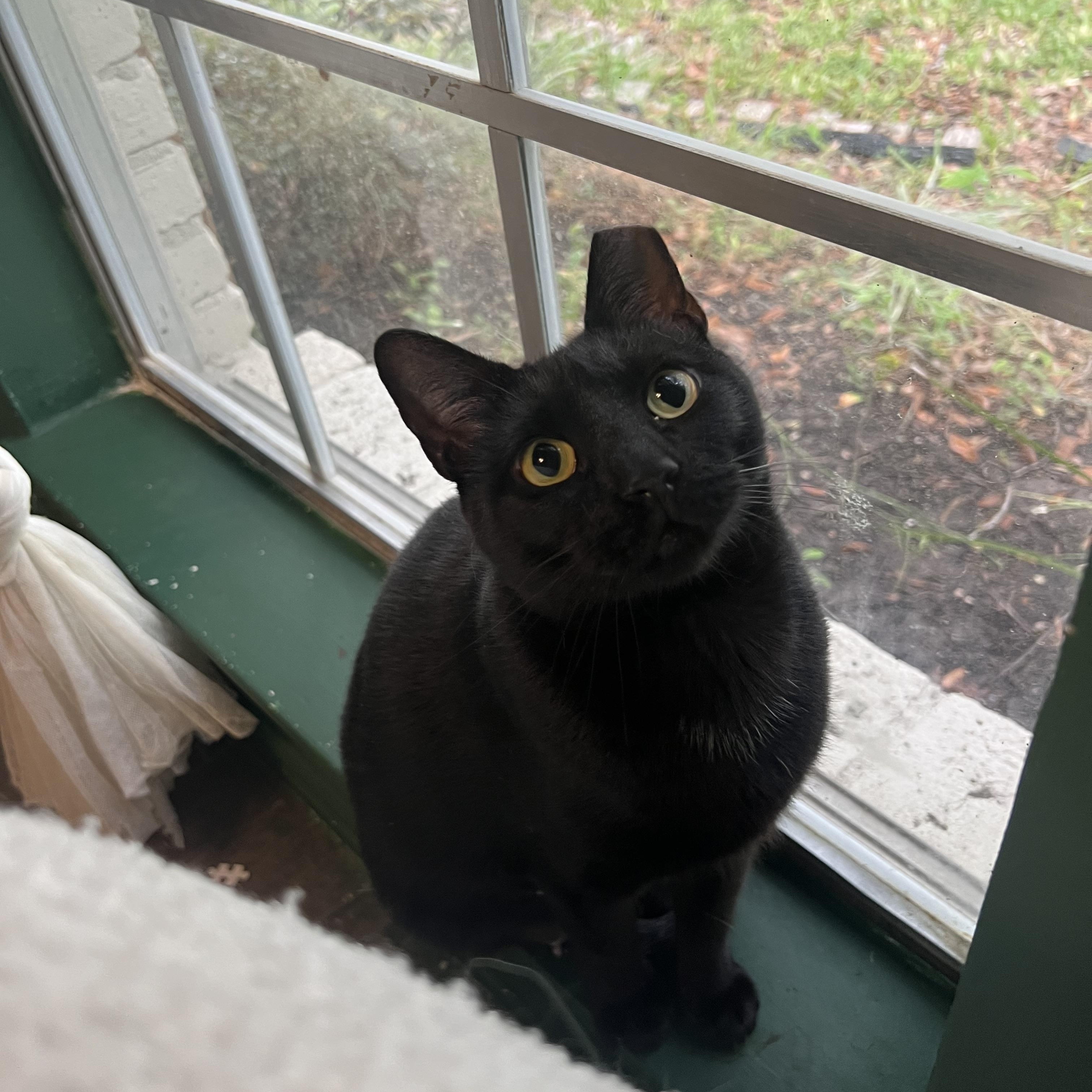 Enlarge Tofu, a Adoptable Domestic Short Hair in Webster, TX image 2/5