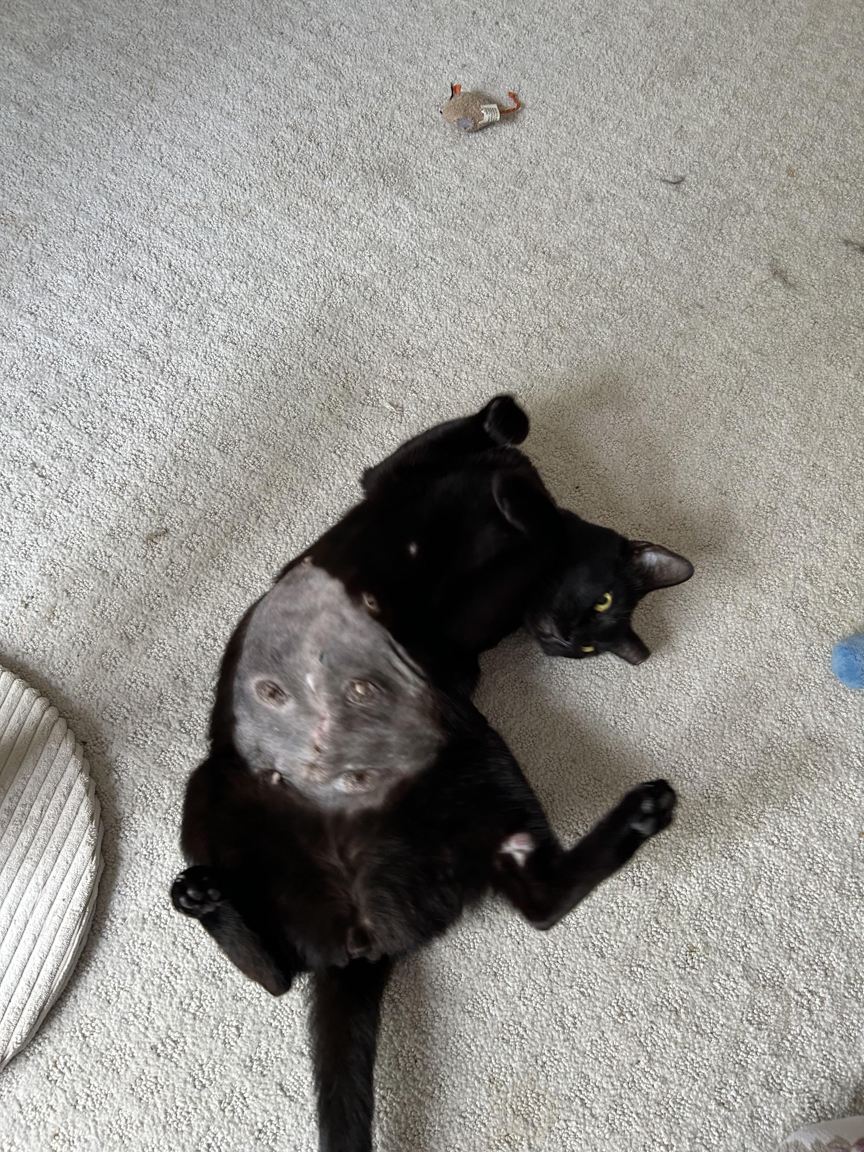 Enlarge Tofu, a Adoptable Domestic Short Hair in Webster, TX image 3/5