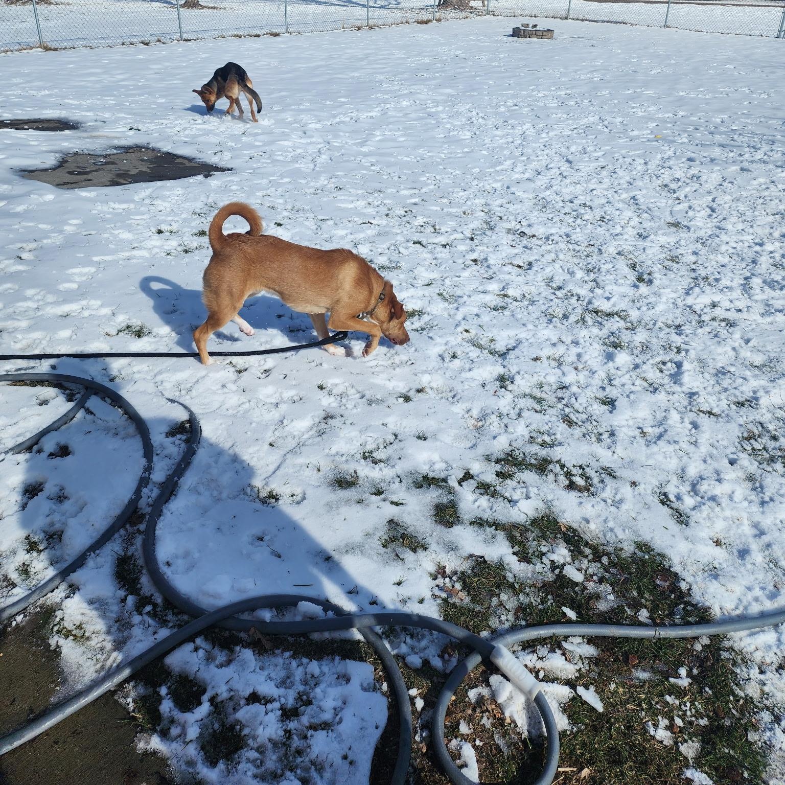 Binx, a ADOPTABLE mixed breed in Winter, WI image 2/2