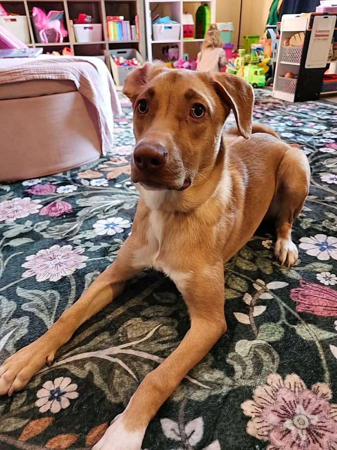 Binx, a ADOPTABLE mixed breed in Winter, WI image 1/2