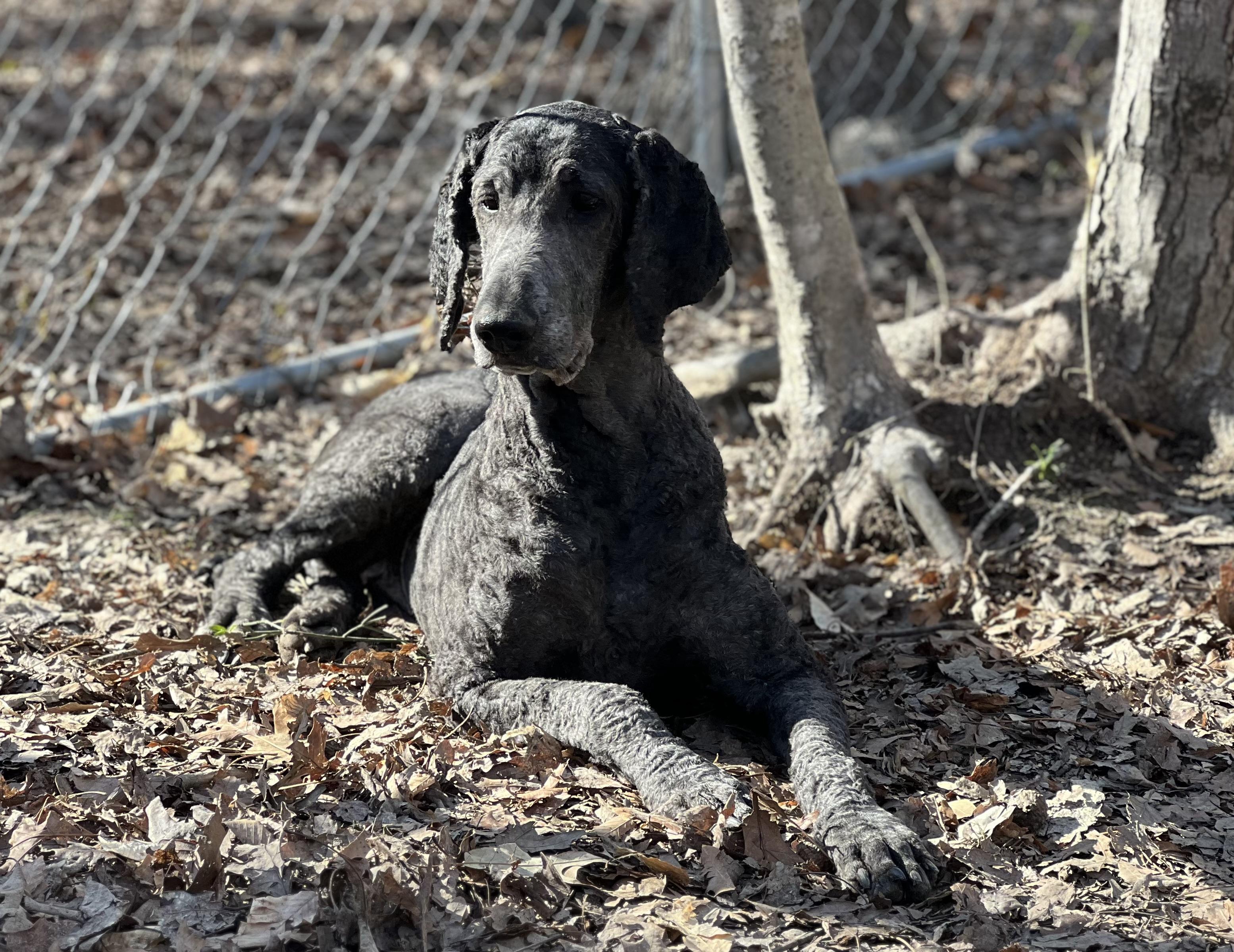 Enlarge Willow, a ADOPTABLE Poodle in Clarksville, VA image 1/3