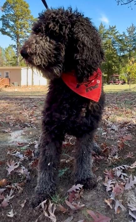 Enlarge Willow, a ADOPTABLE Poodle in Clarksville, VA image 1/1