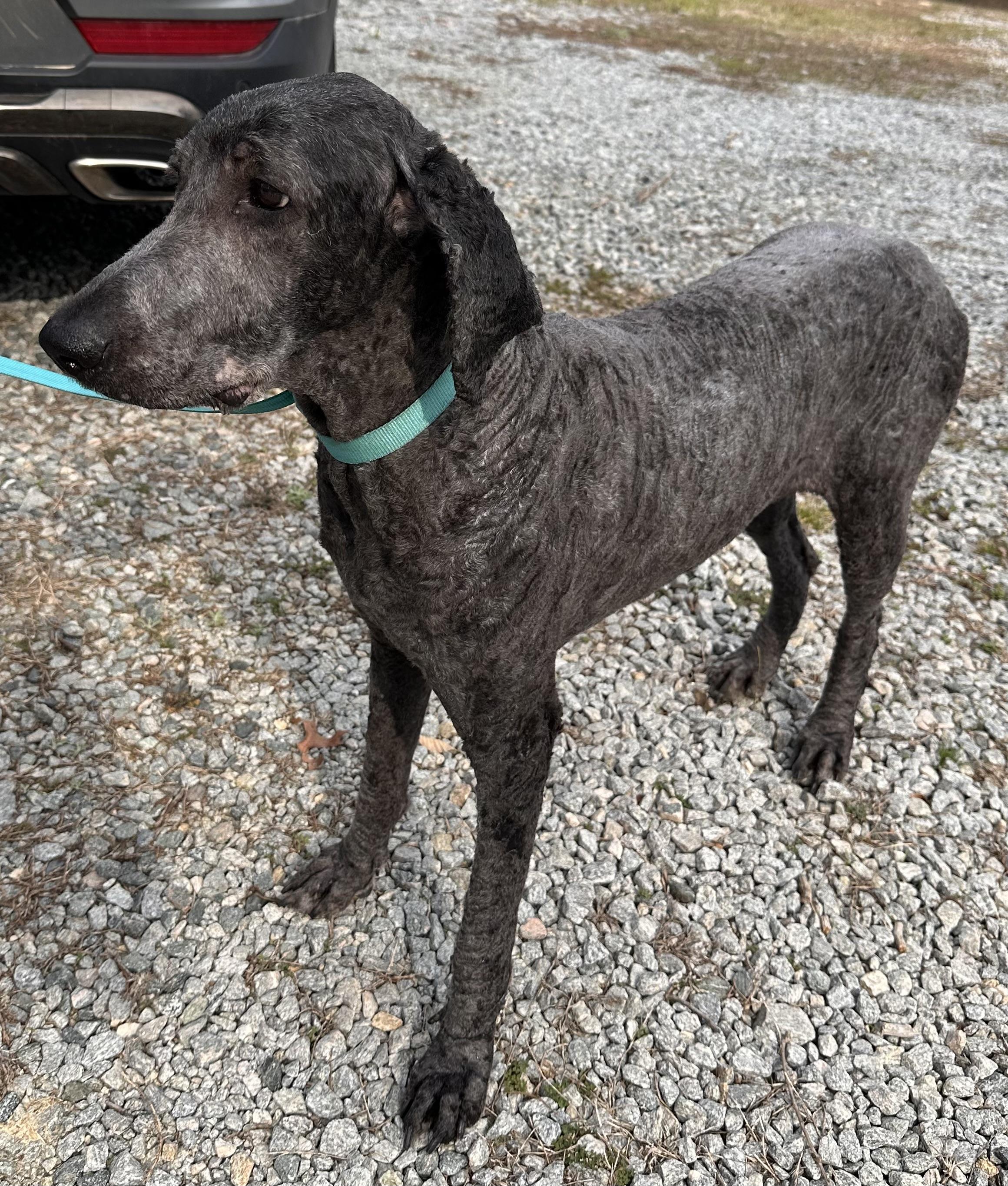 Enlarge Willow, a ADOPTABLE Poodle in Clarksville, VA image 2/3