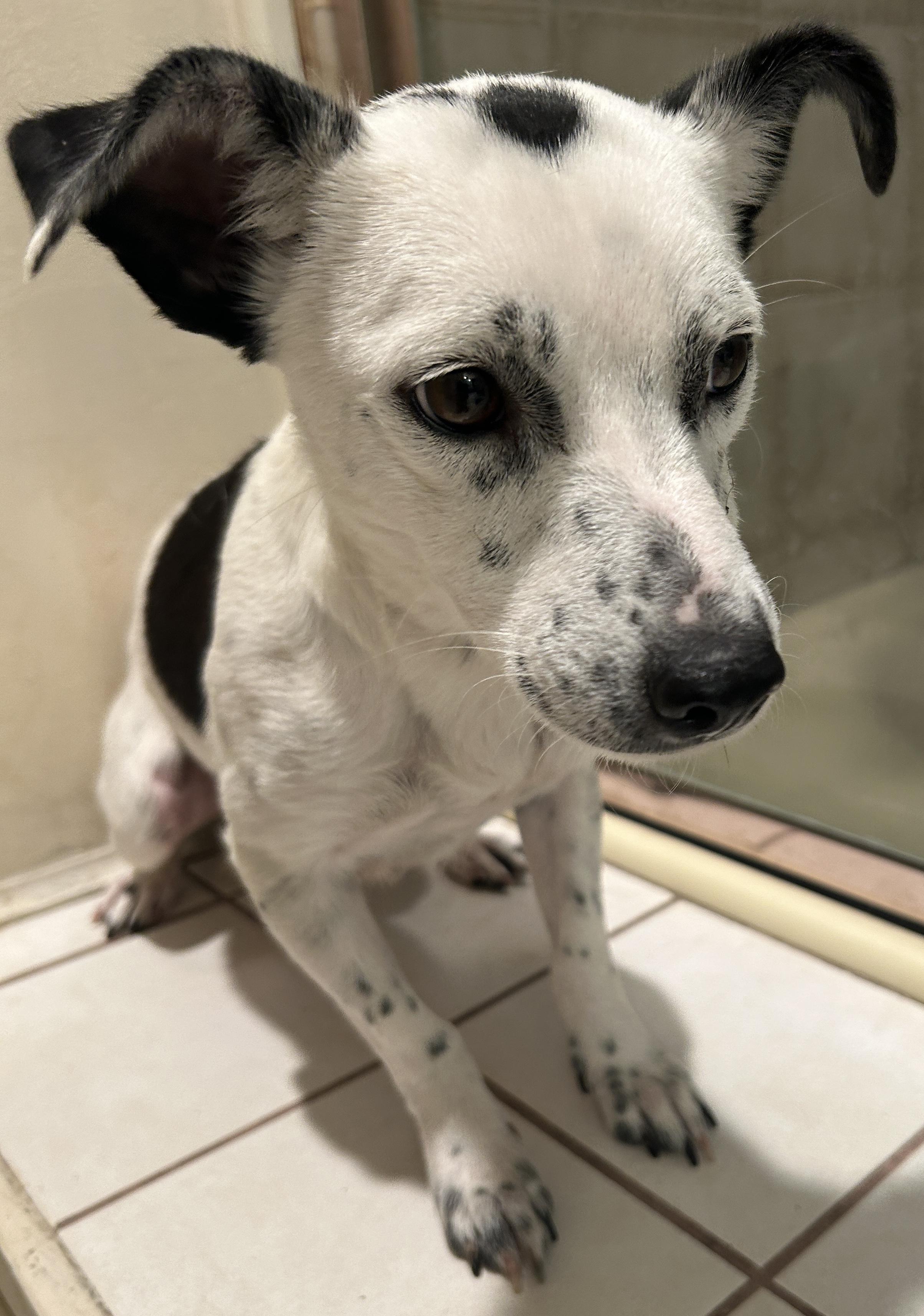 Moo Moo, ADOPTABLE, Young Female Terrier.