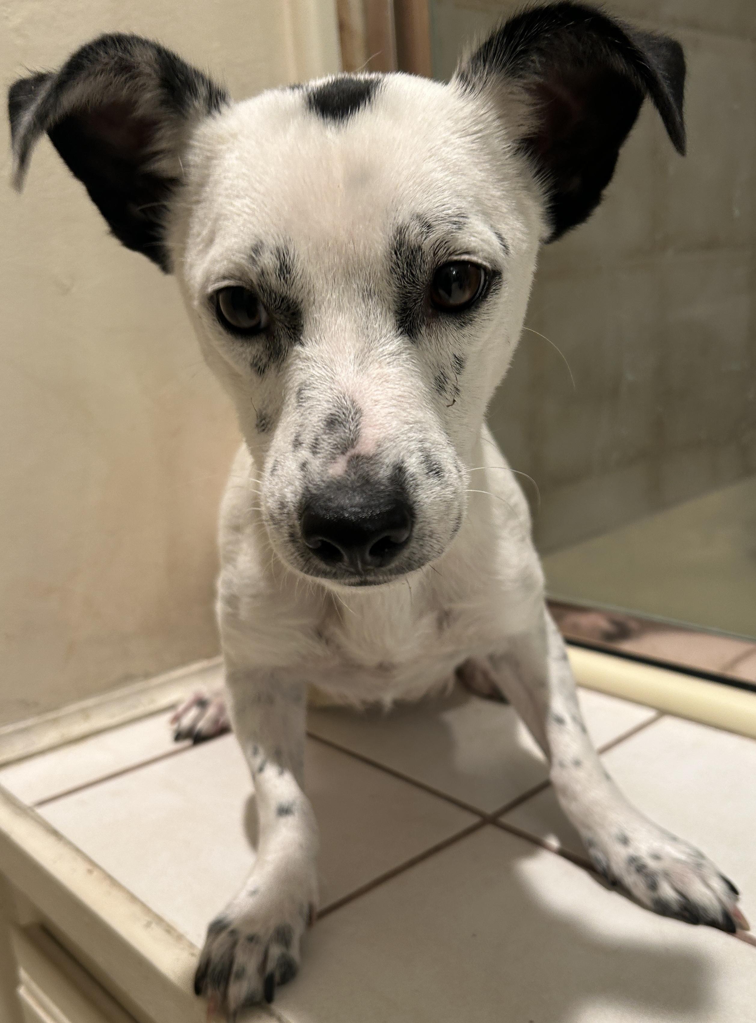 Enlarge Moo Moo, a ADOPTABLE Terrier in El Cajon, CA image 4/4