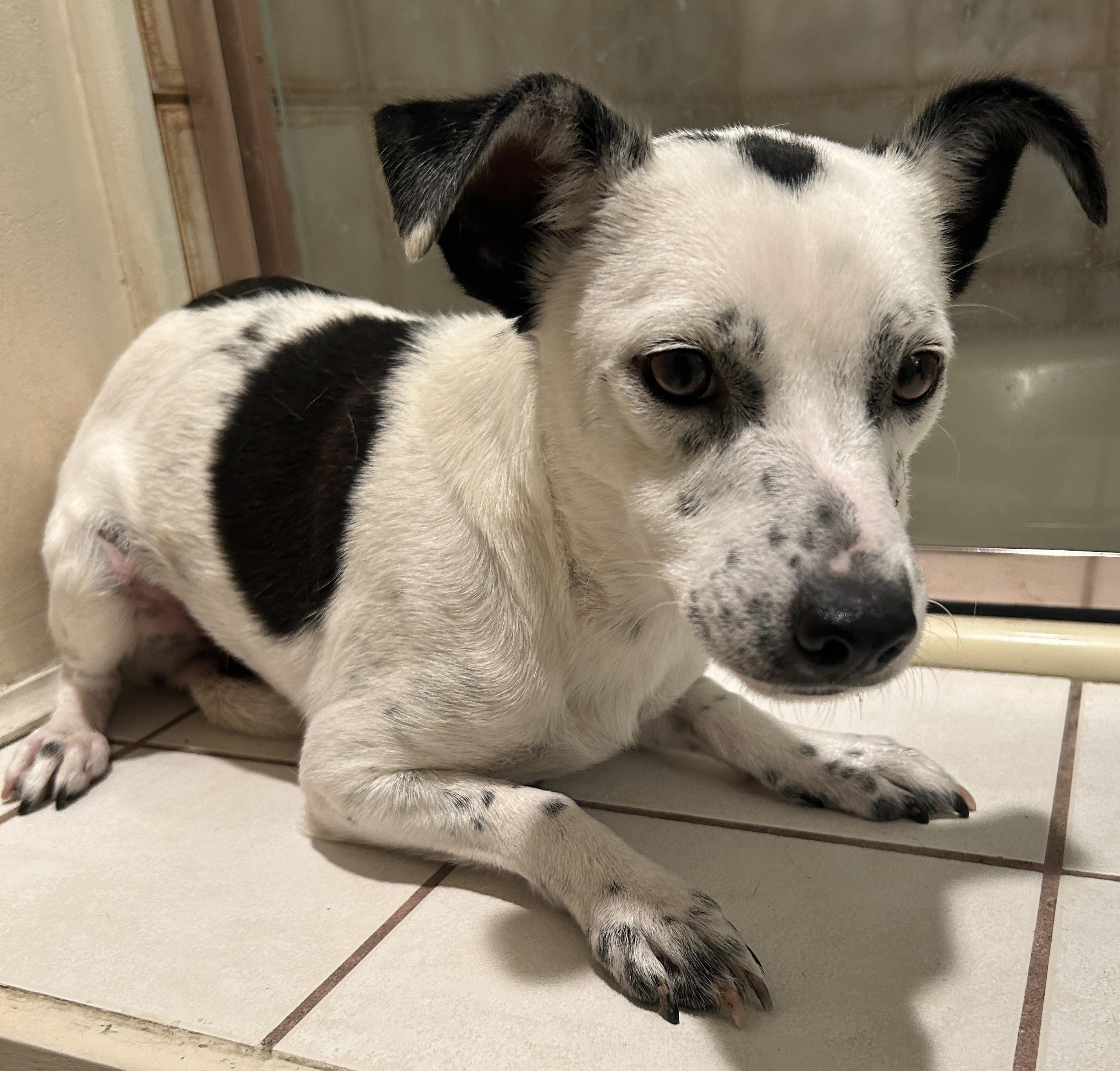 Enlarge Moo Moo, a ADOPTABLE Terrier in El Cajon, CA image 2/4