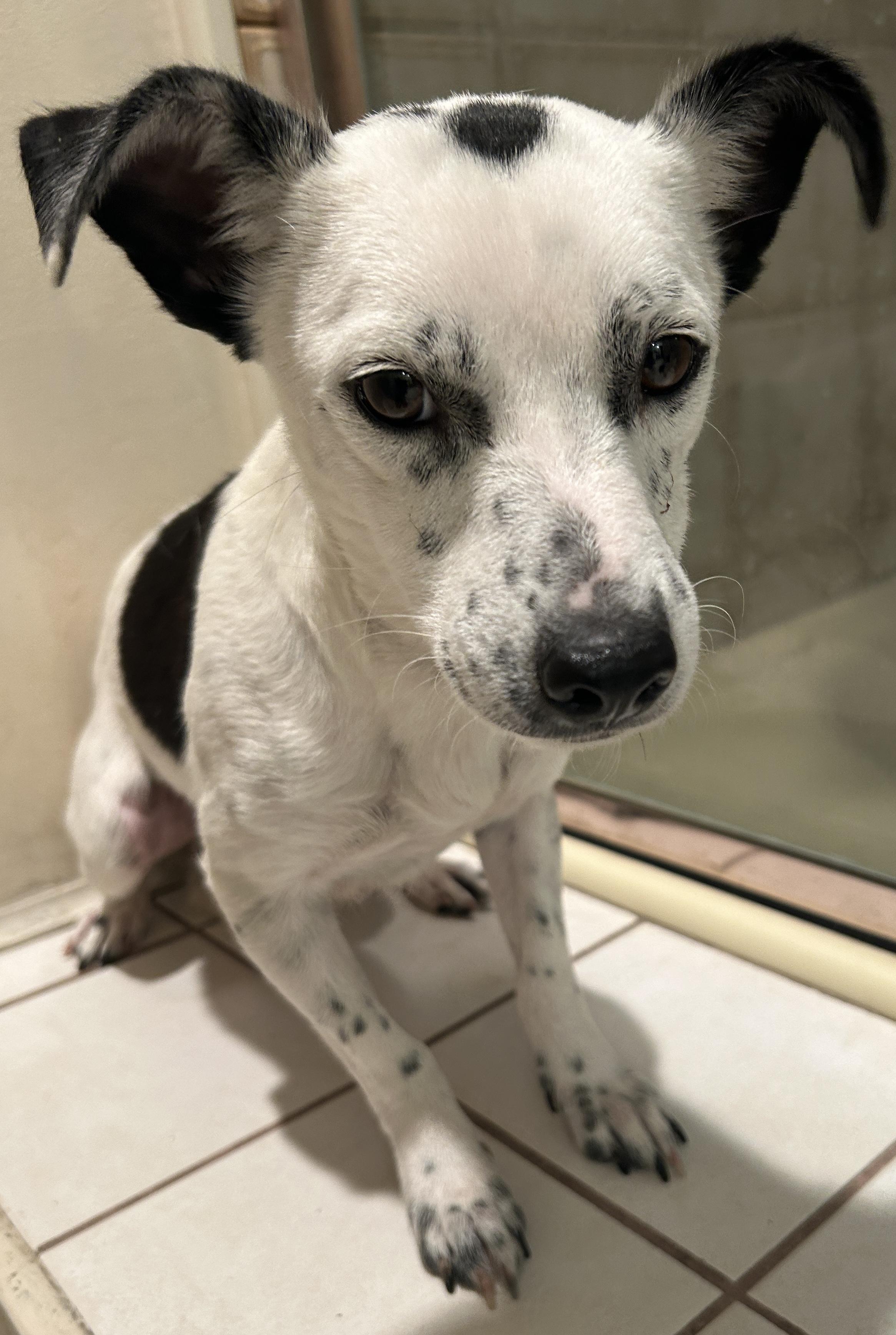 Enlarge Moo Moo, a ADOPTABLE Terrier in El Cajon, CA image 3/4