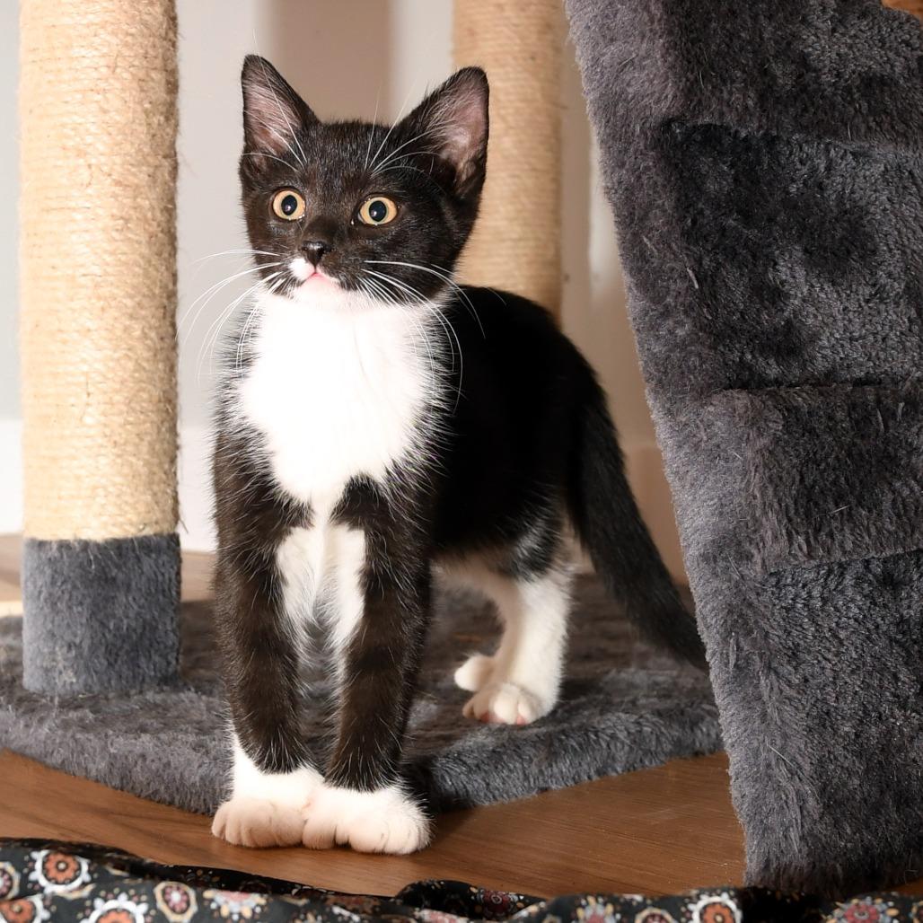 Taz, a Adoptable American Shorthair in Natick, MA image 2/5