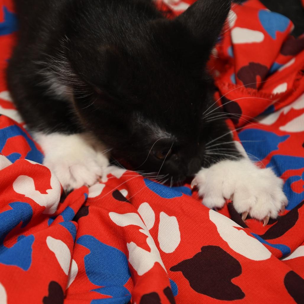 Taz, a Adoptable American Shorthair in Natick, MA image 3/5