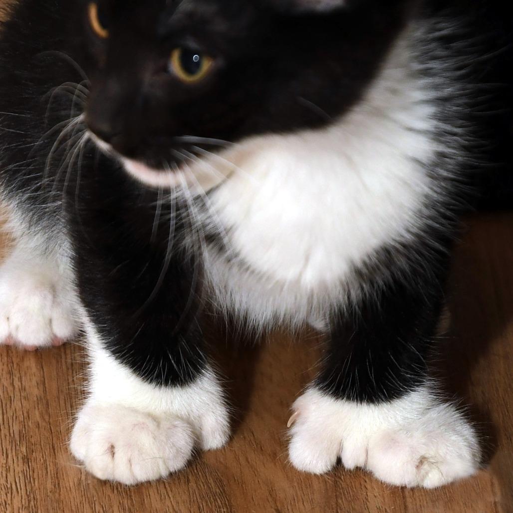 Taz, a Adoptable American Shorthair in Natick, MA image 1/5