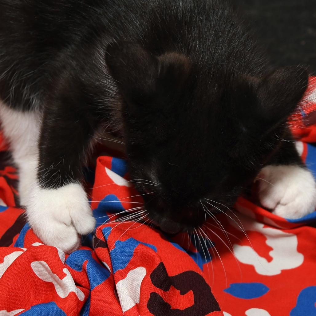 Taz, a Adoptable American Shorthair in Natick, MA image 4/5