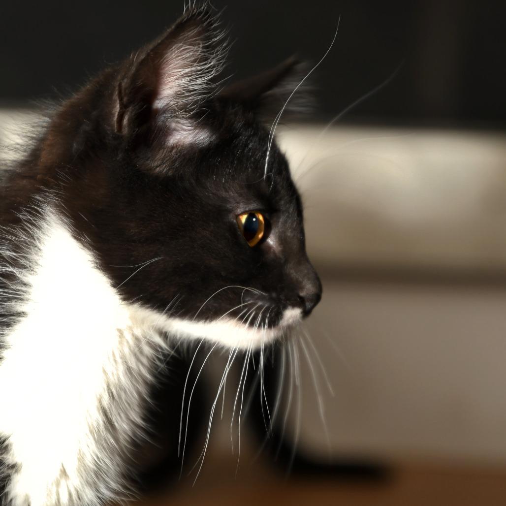 Taz, a Adoptable American Shorthair in Natick, MA image 5/5