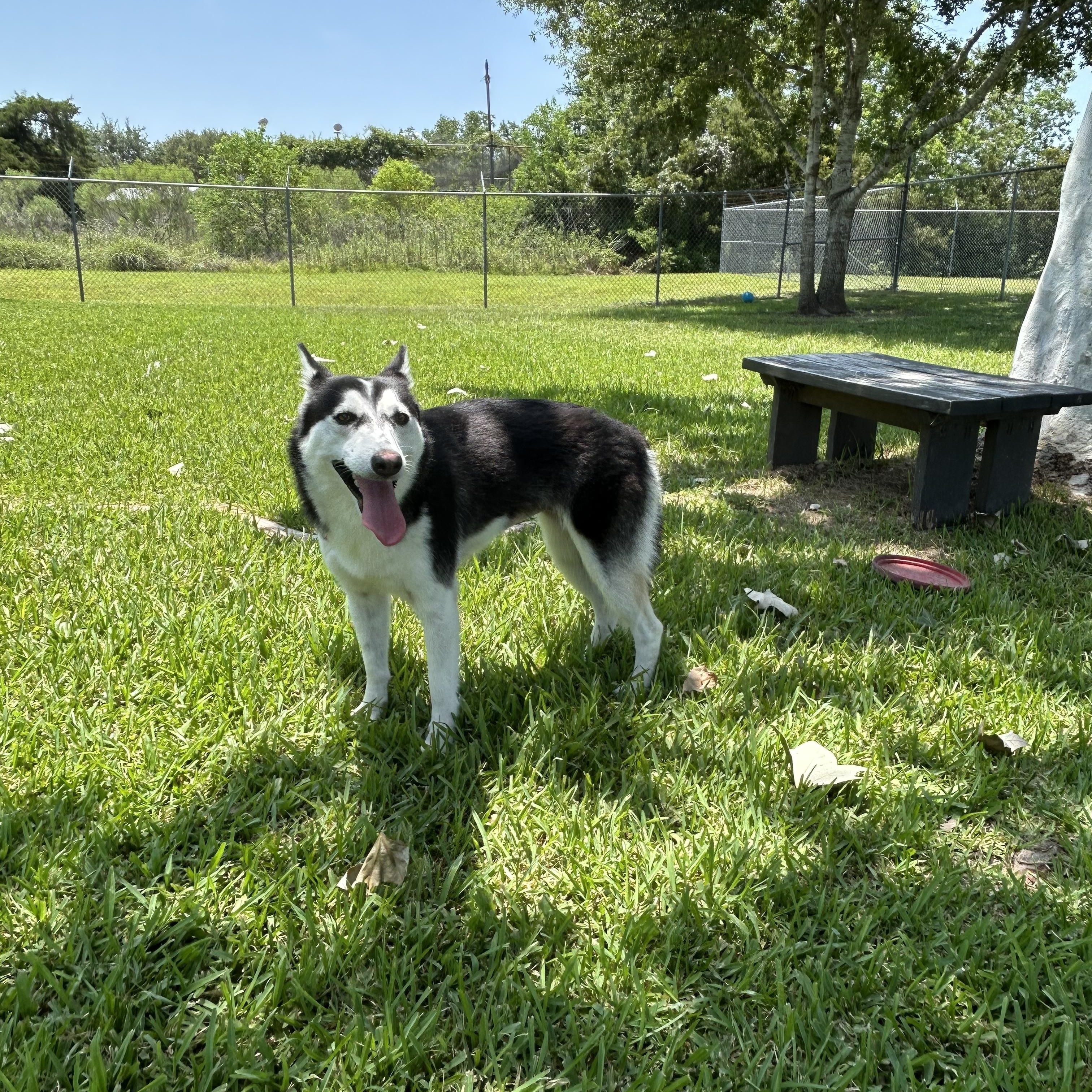 Irina, ADOPTABLE, Young Female Husky.