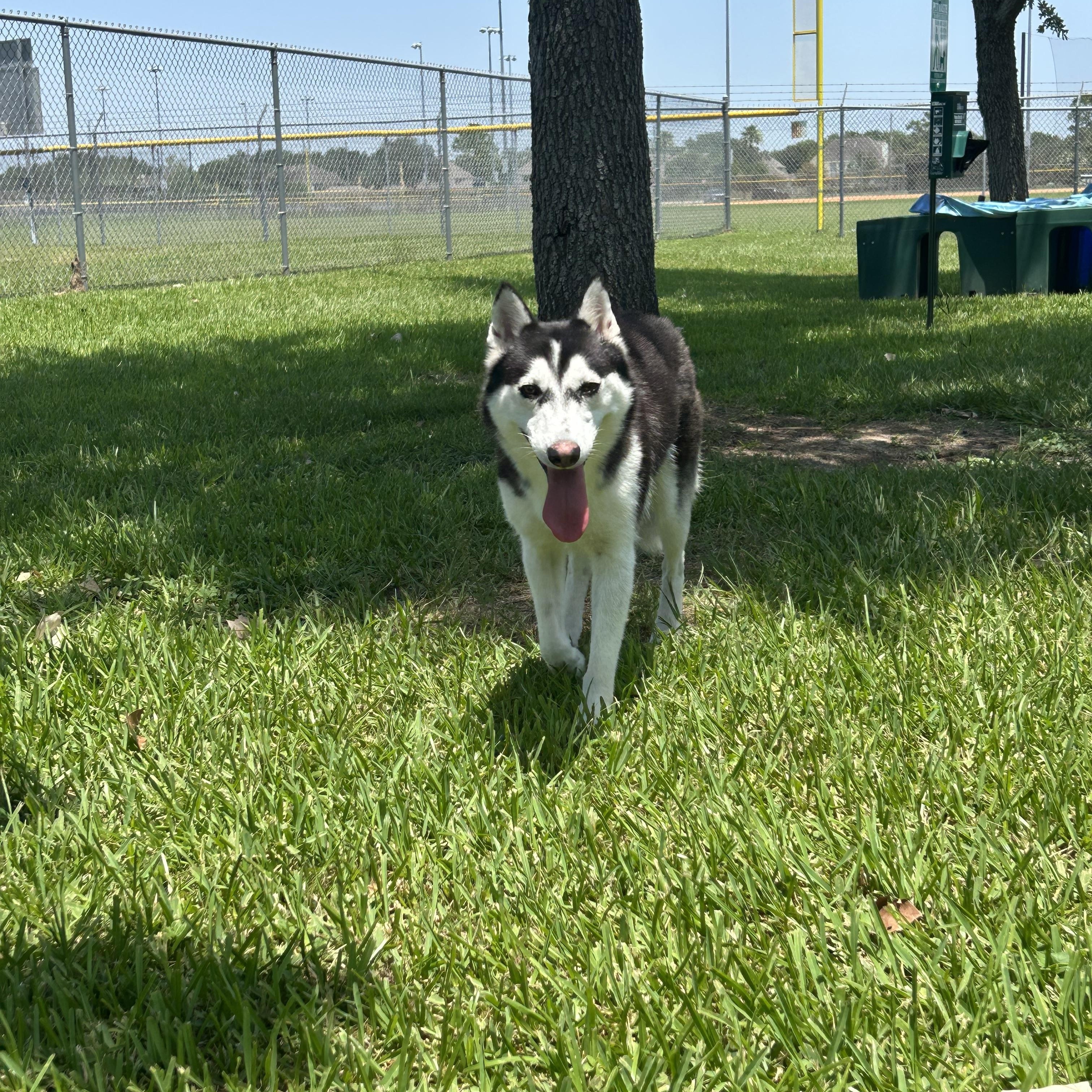 Enlarge Irina, a ADOPTABLE mixed breed in Friendswood, TX image 2/2
