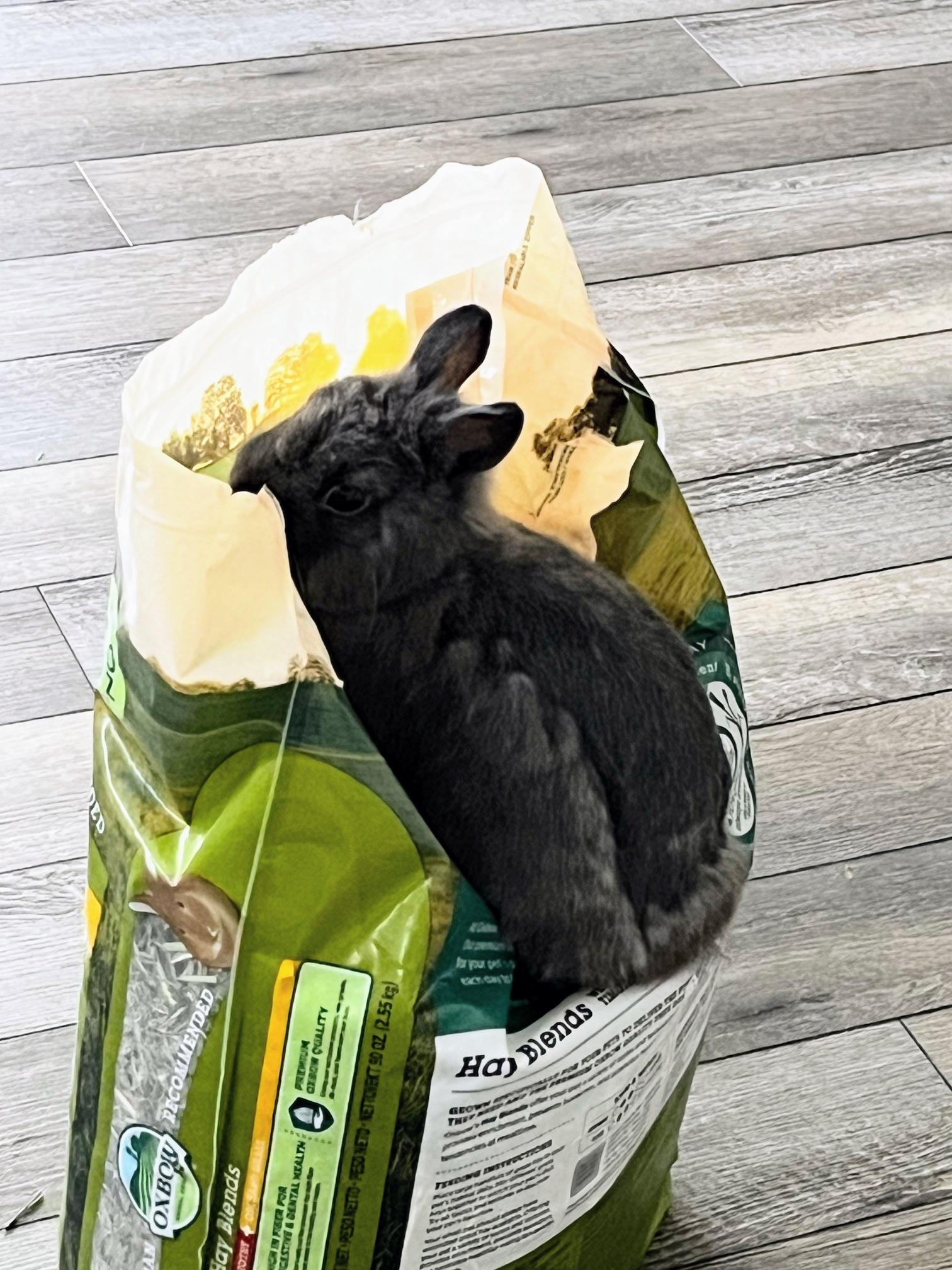 Percival "Percy", a Adoptable Polish in Westerville, OH image 3/6