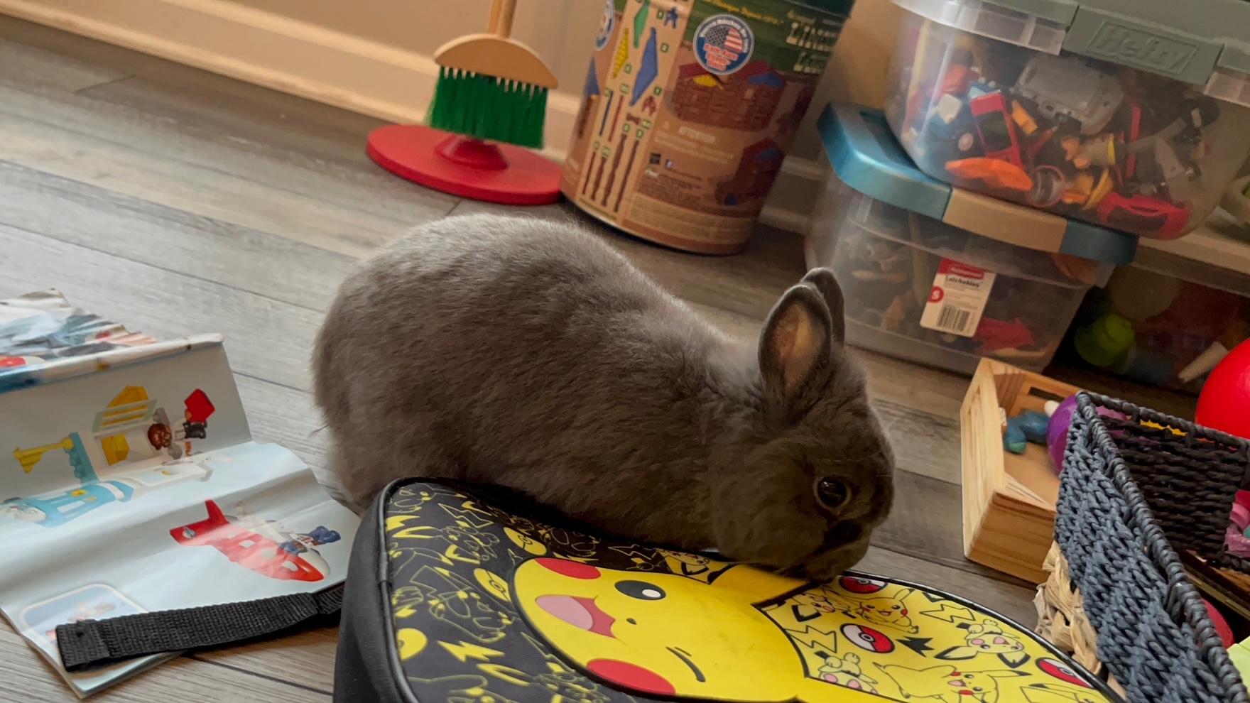 Percival "Percy", a Adoptable Polish in Westerville, OH image 2/6