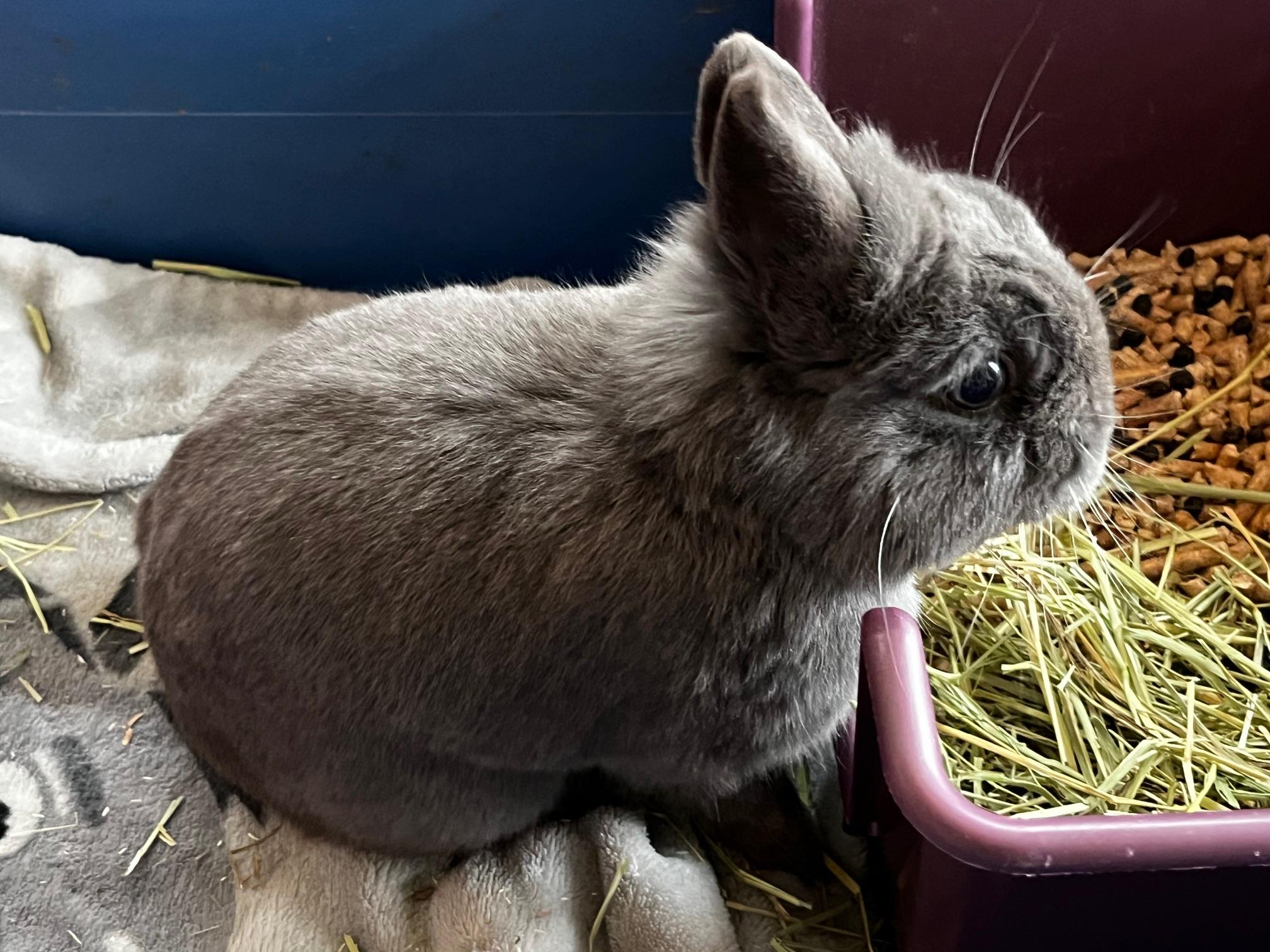 Percival "Percy", Adoptable, Young Male Polish.