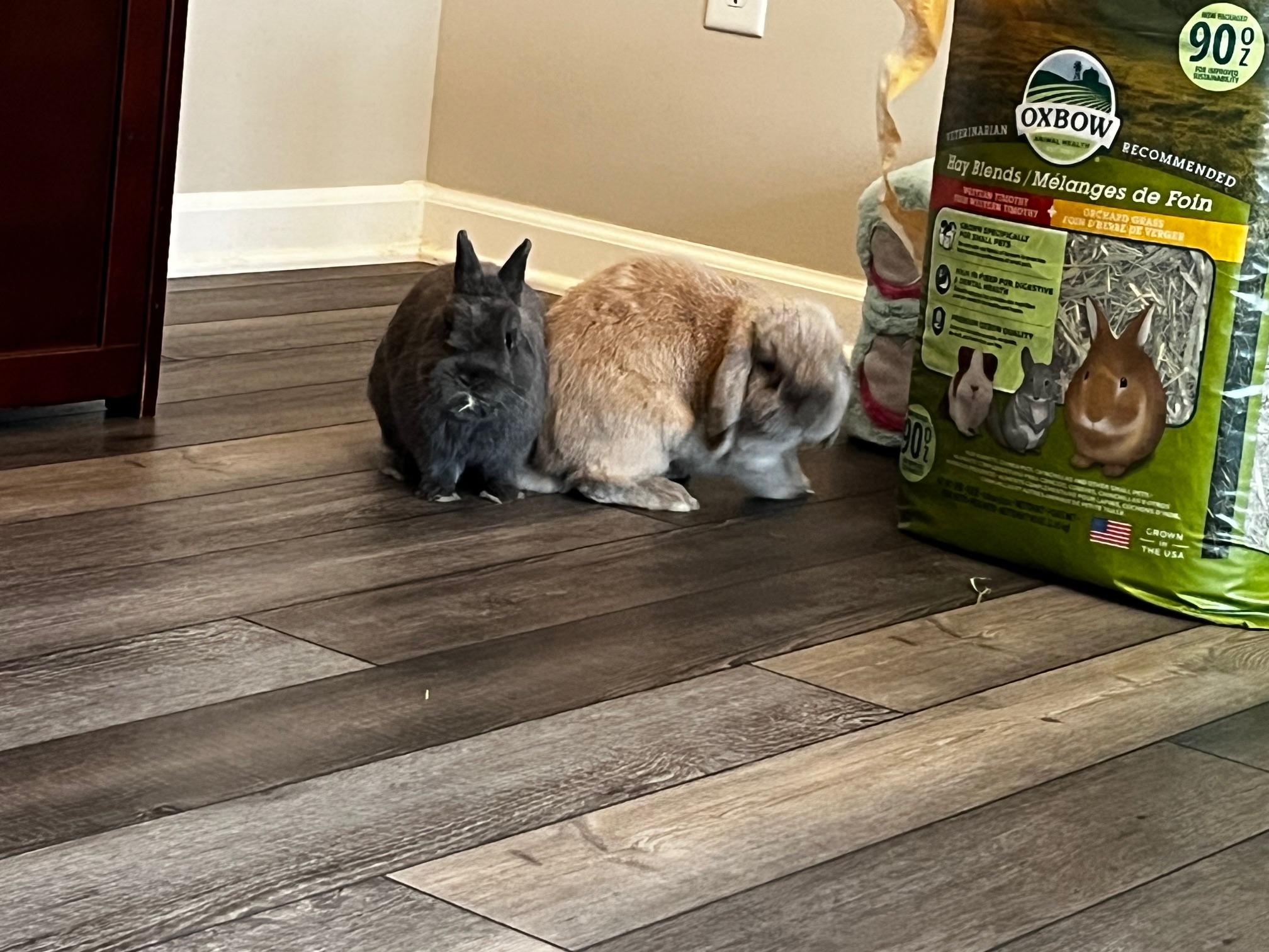 Percival "Percy", a Adoptable Polish in Westerville, OH image 4/6