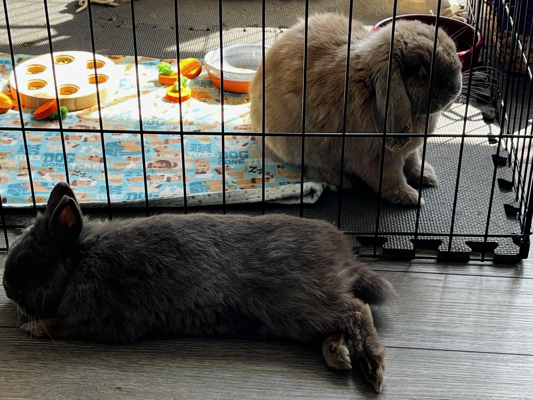 Percival "Percy", a Adoptable Polish in Westerville, OH image 5/6