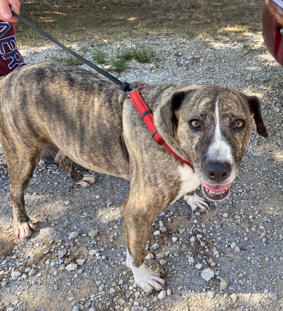 Enlarge Lewlie, a Adoptable Mountain Cur in Henrietta, TX image 1/17