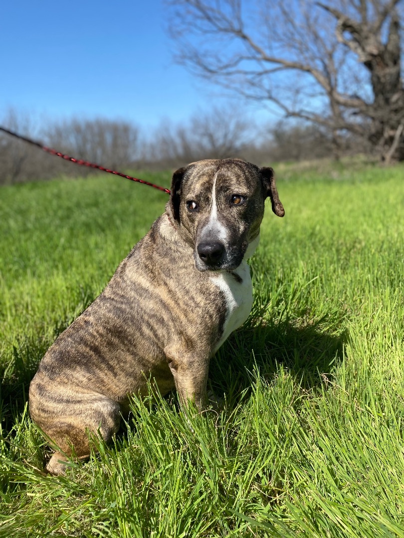 Enlarge Lewlie, a Adoptable Mountain Cur in Henrietta, TX image 13/17