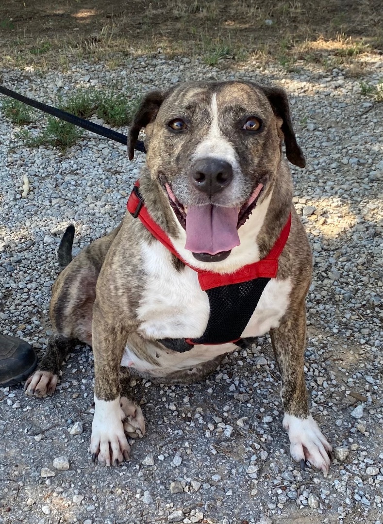 Enlarge Lewlie, a Adoptable Mountain Cur in Henrietta, TX image 14/17