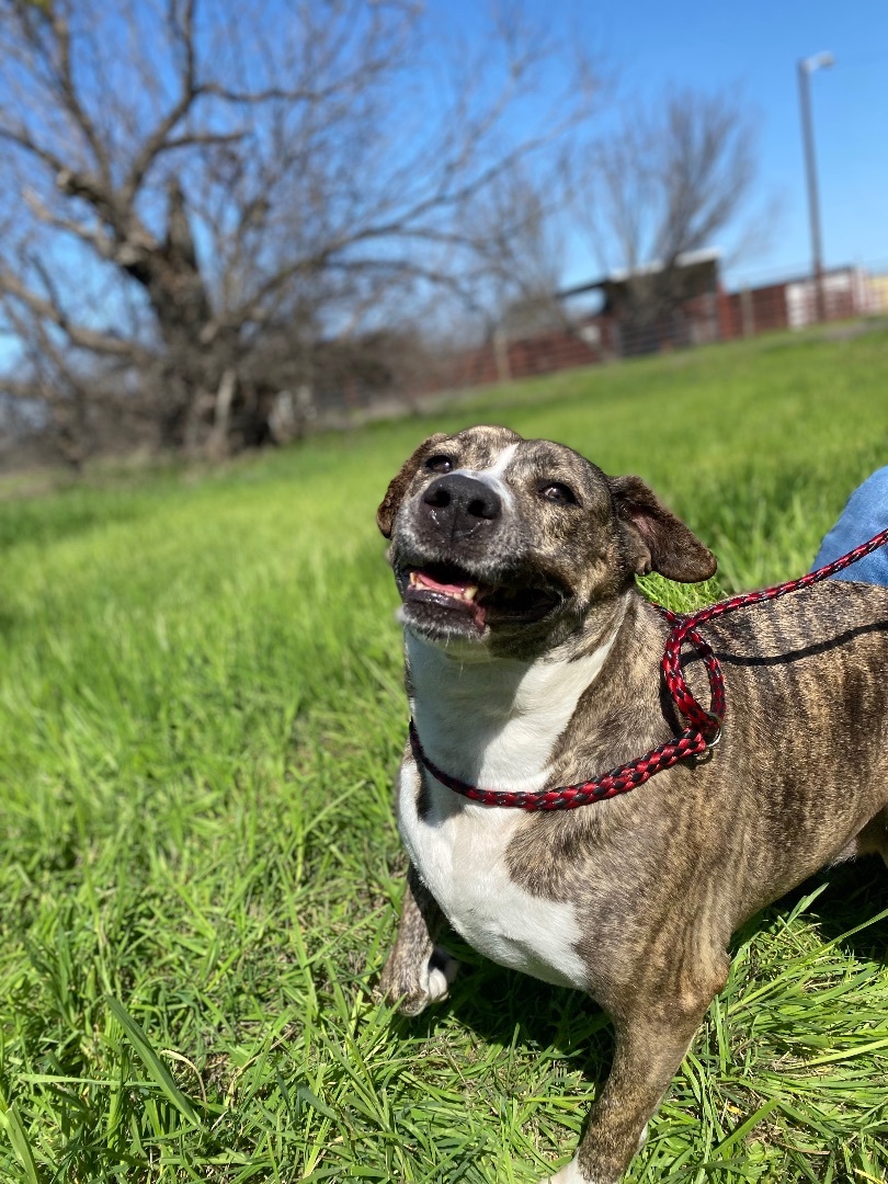 Enlarge Lewlie, a Adoptable Mountain Cur in Henrietta, TX image 15/17