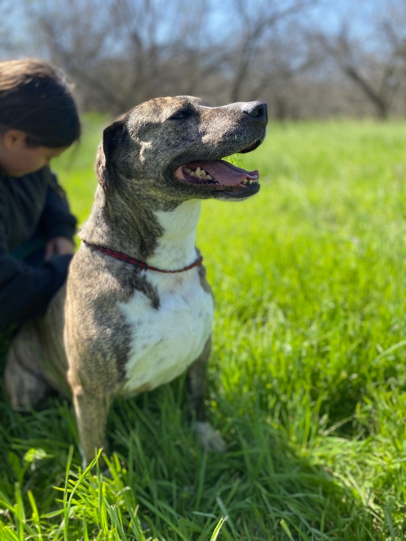 Enlarge Lewlie, a Adoptable Mountain Cur in Henrietta, TX image 16/17