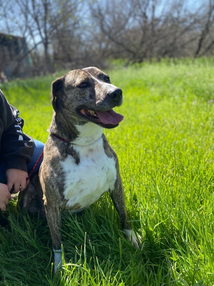 Enlarge Lewlie, a Adoptable Mountain Cur in Henrietta, TX image 17/17