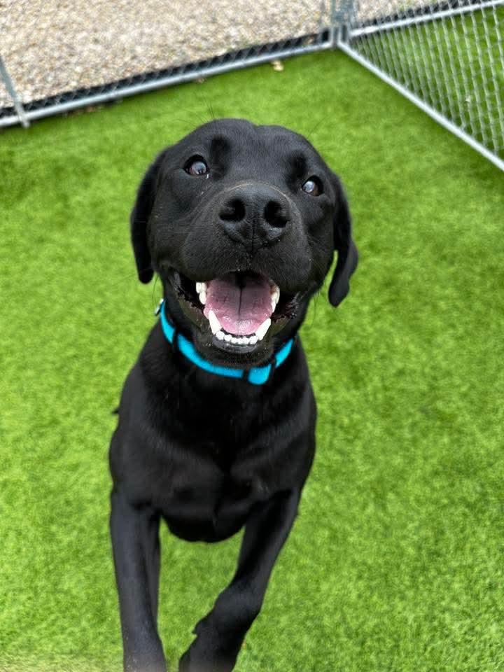 Goober, a Adoptable mixed breed in Cedar Rapids, IA image 3/6