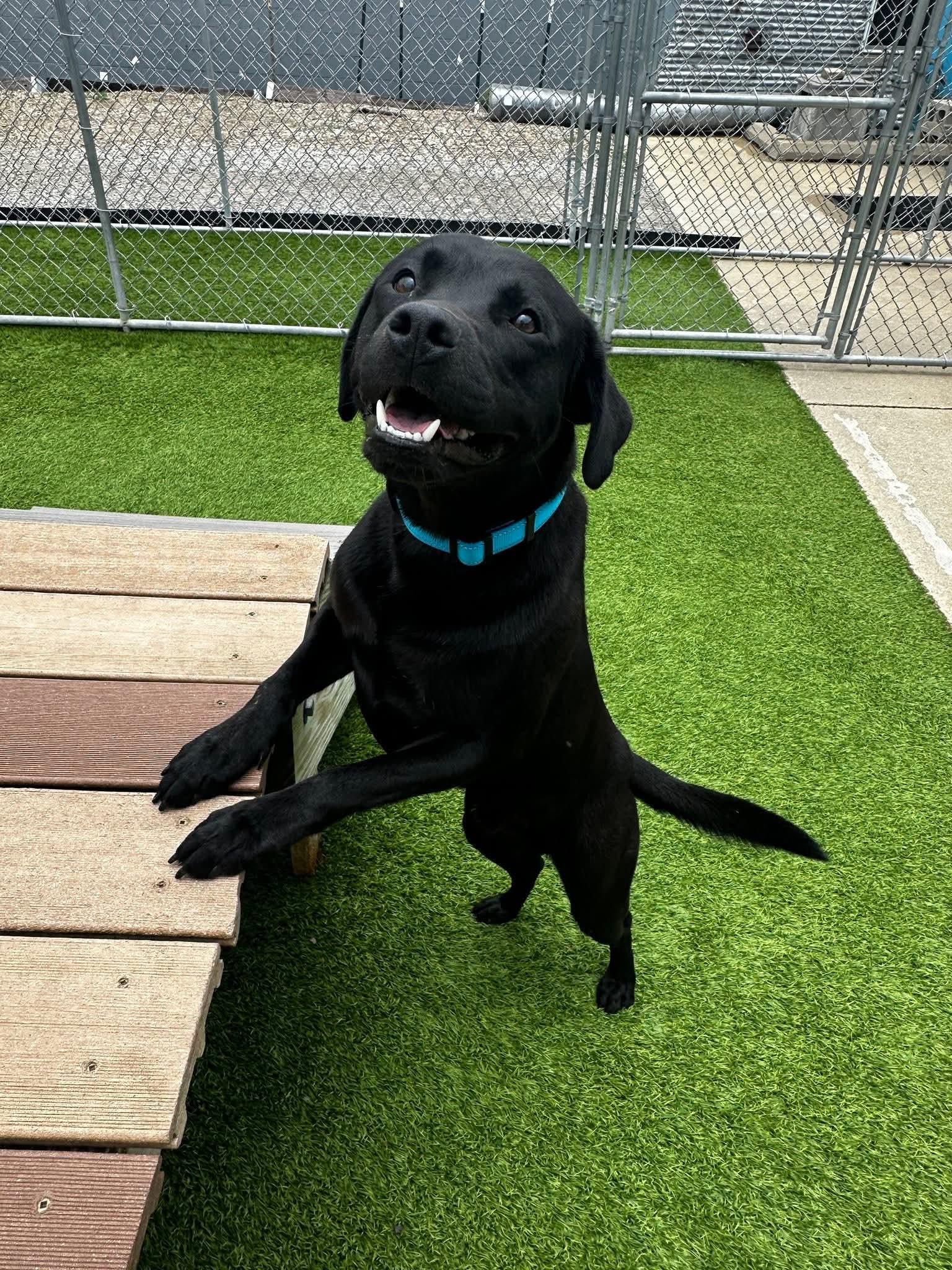 Goober, a Adoptable mixed breed in Cedar Rapids, IA image 4/6