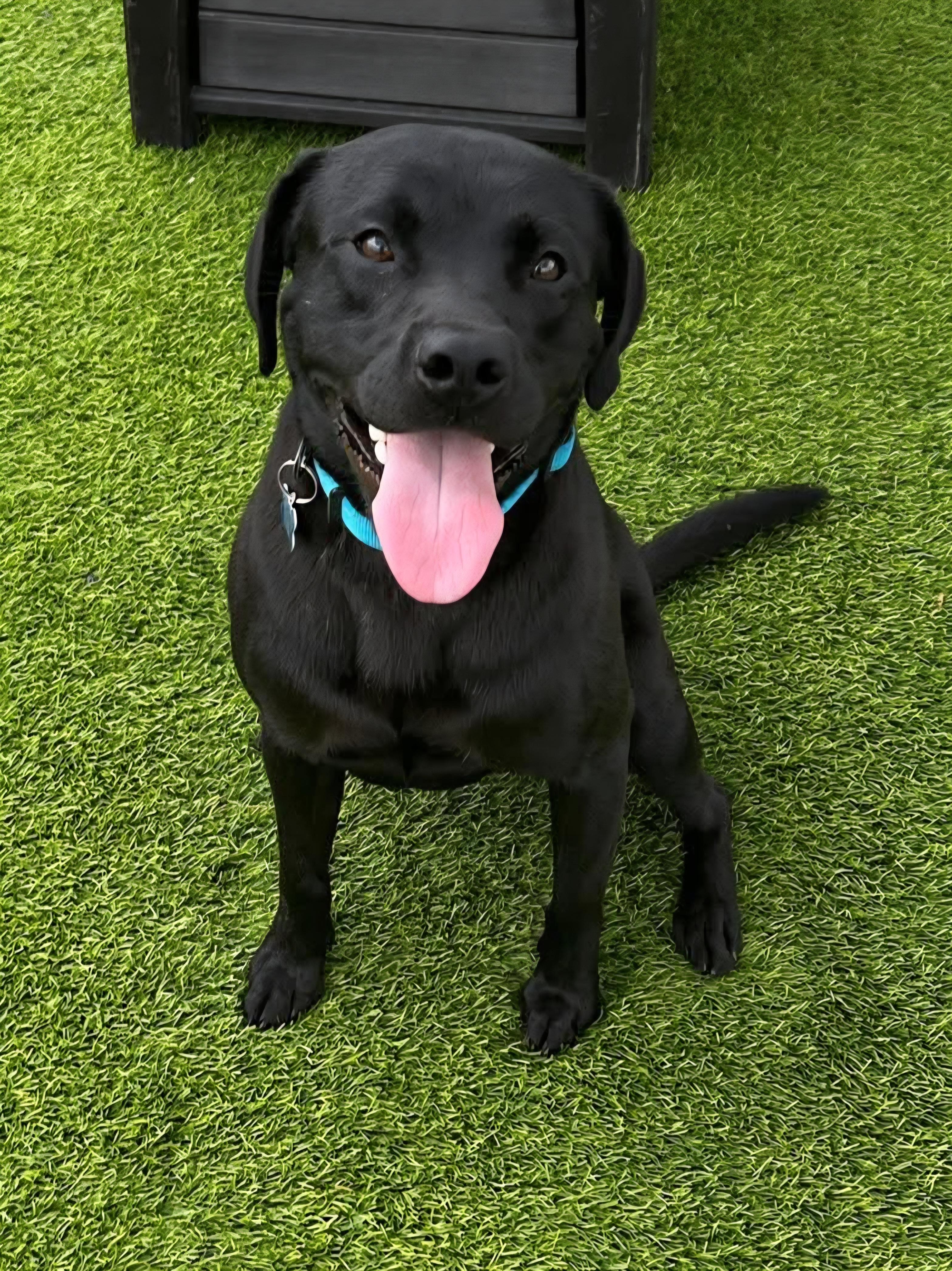 Goober, a Adoptable mixed breed in Cedar Rapids, IA image 2/6