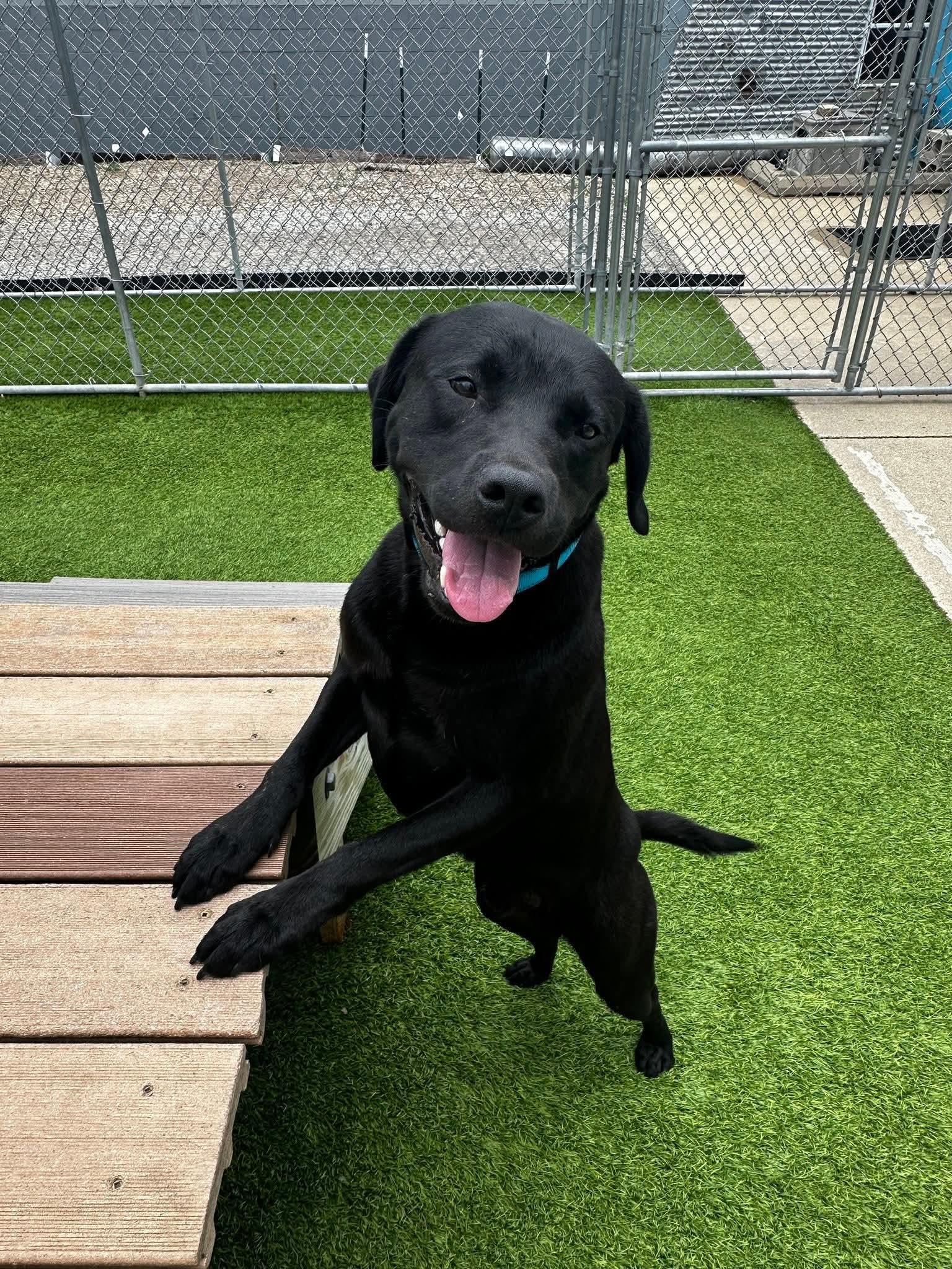 Goober, a Adoptable mixed breed in Cedar Rapids, IA image 1/6