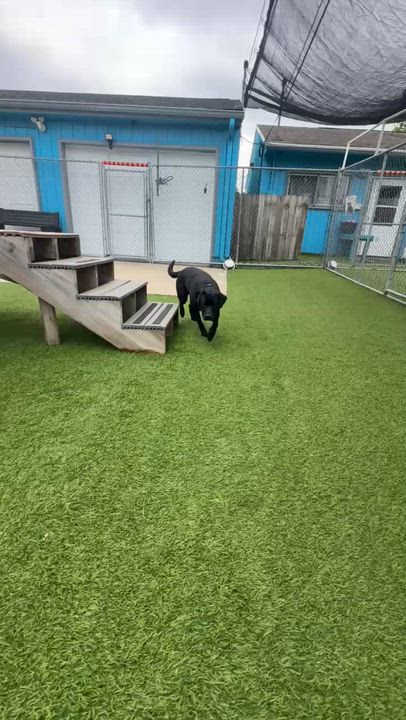 Enlarge Goober, a Adoptable mixed breed in Cedar Rapids, IA video 6/6