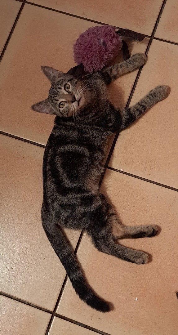 Webber, Adopted, Young Male Tabby & Domestic Short Hair.