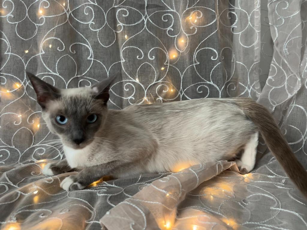 Gaea, Adoptable, Young Female Siamese.