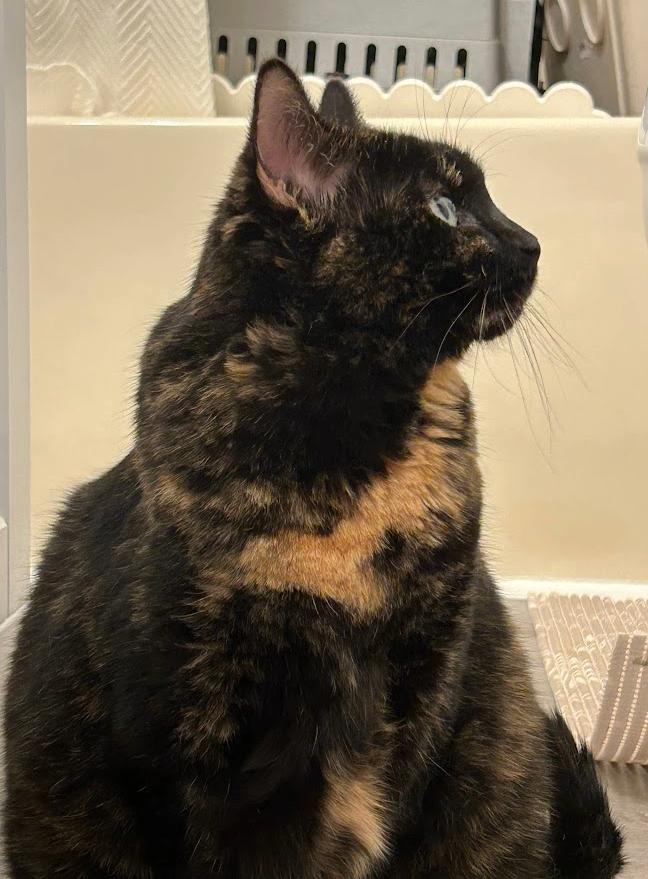 Enlarge Rory, a ADOPTABLE Tortoiseshell in Indianapolis, IN image 1/3