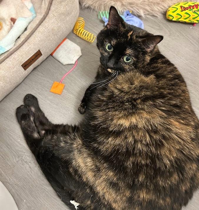 Enlarge Rory, a ADOPTABLE Tortoiseshell in Indianapolis, IN image 2/3