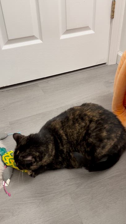 Enlarge Rory, a ADOPTABLE Tortoiseshell in Indianapolis, IN video 3/3