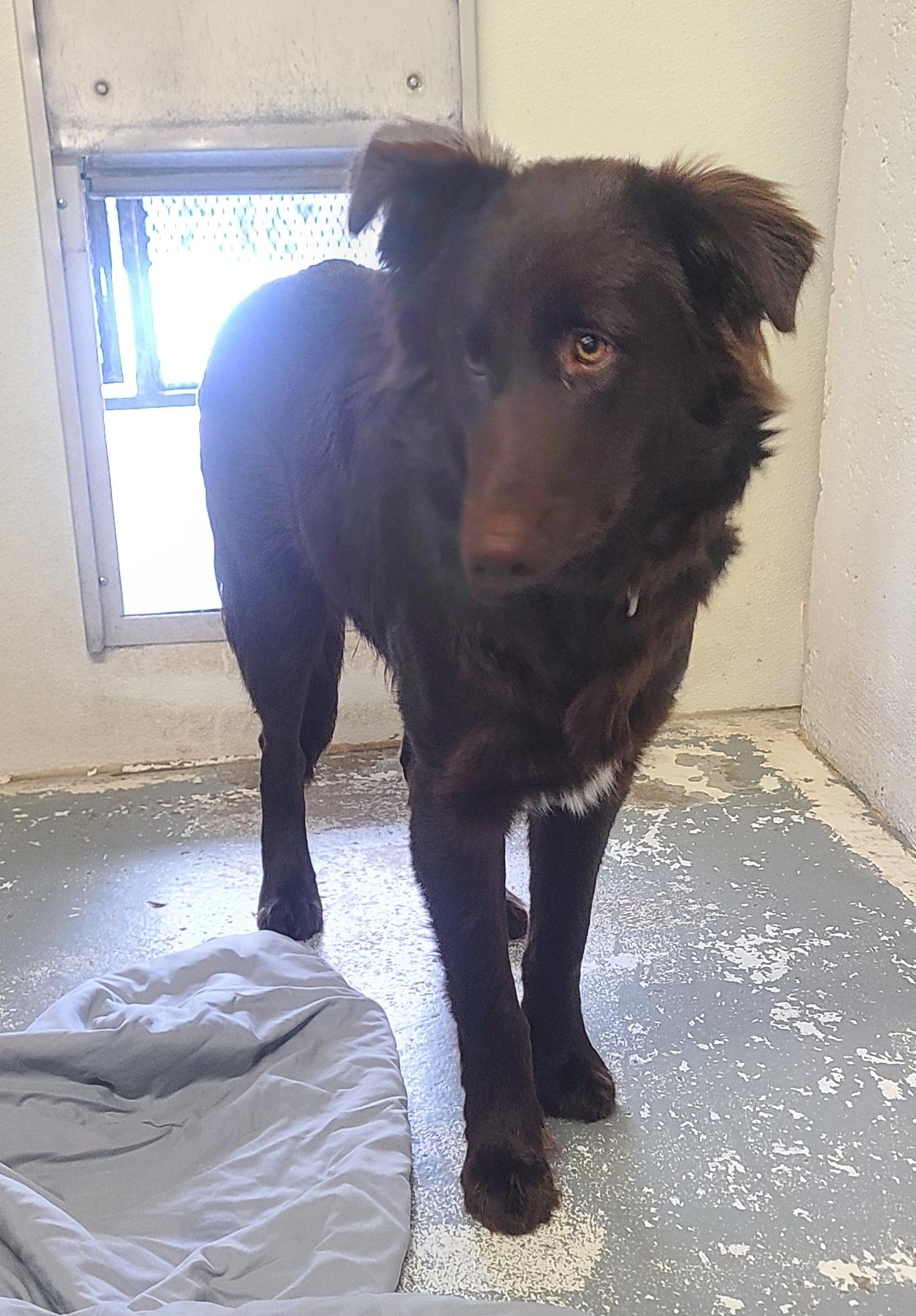 Enlarge Bear, an adopted mixed breed in Newcastle, WY image 3/3