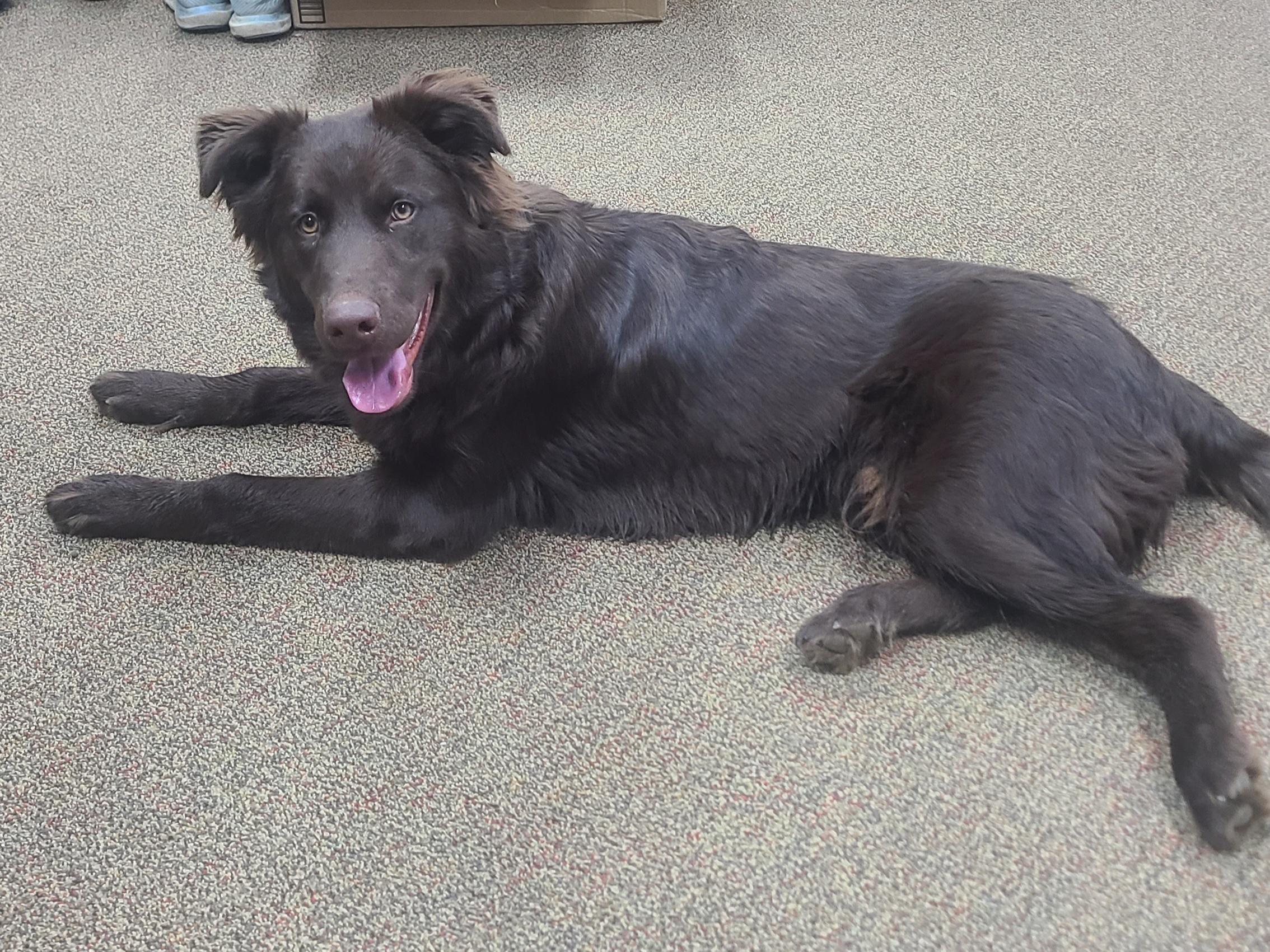 Bear, adopted, Puppy Male Flat-Coated Retriever.