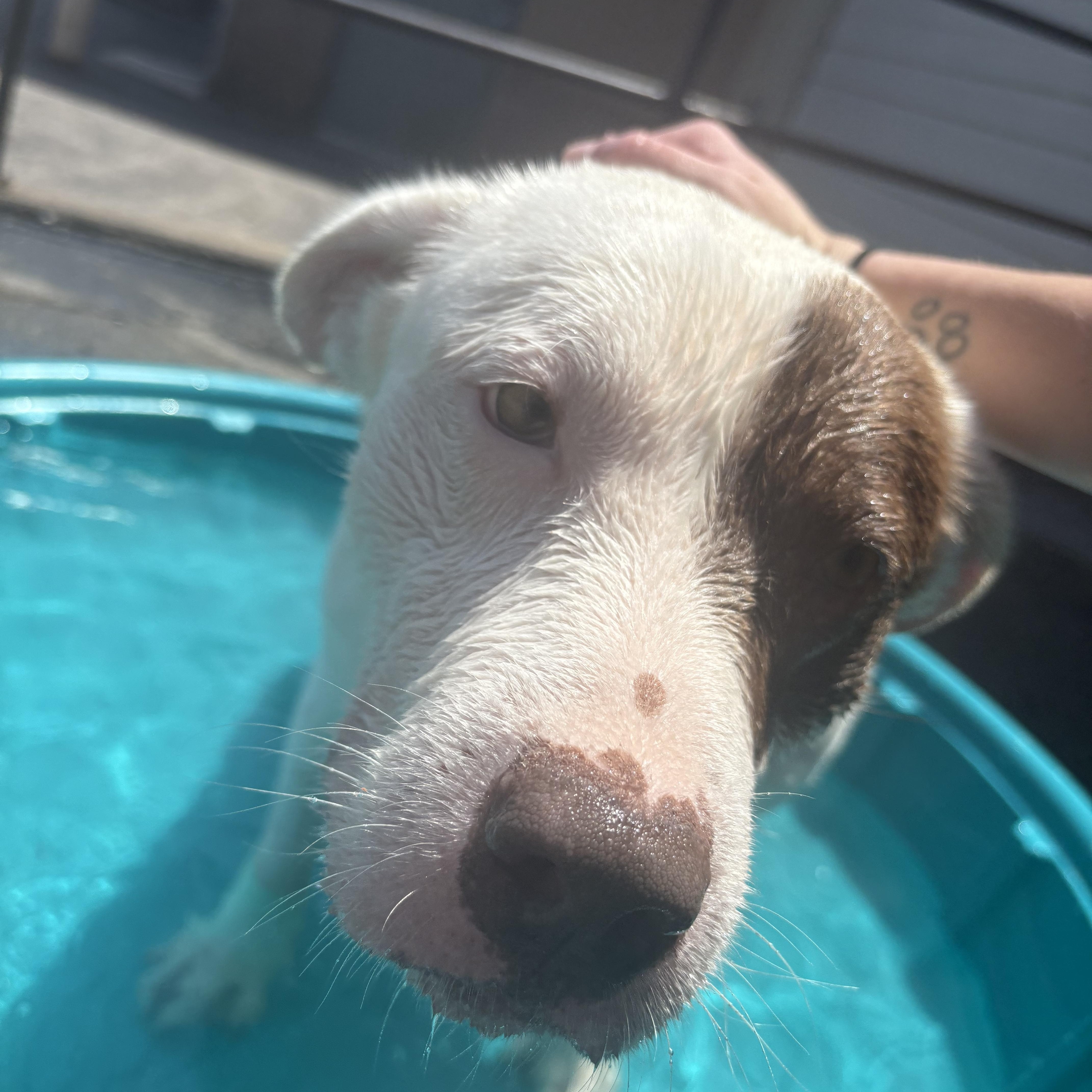 Sniffy, a ADOPTABLE Mixed Breed in Blue Springs, MO image 4/6