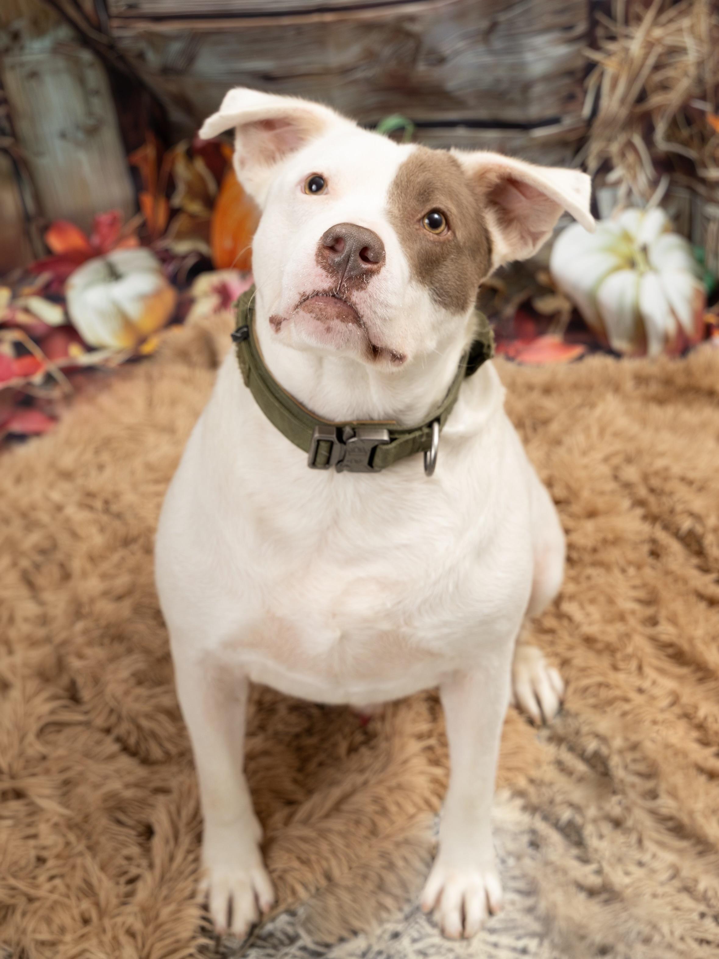 Enlarge Sniffy, a Adoptable Mixed Breed in Blue Springs, MO image 2/6