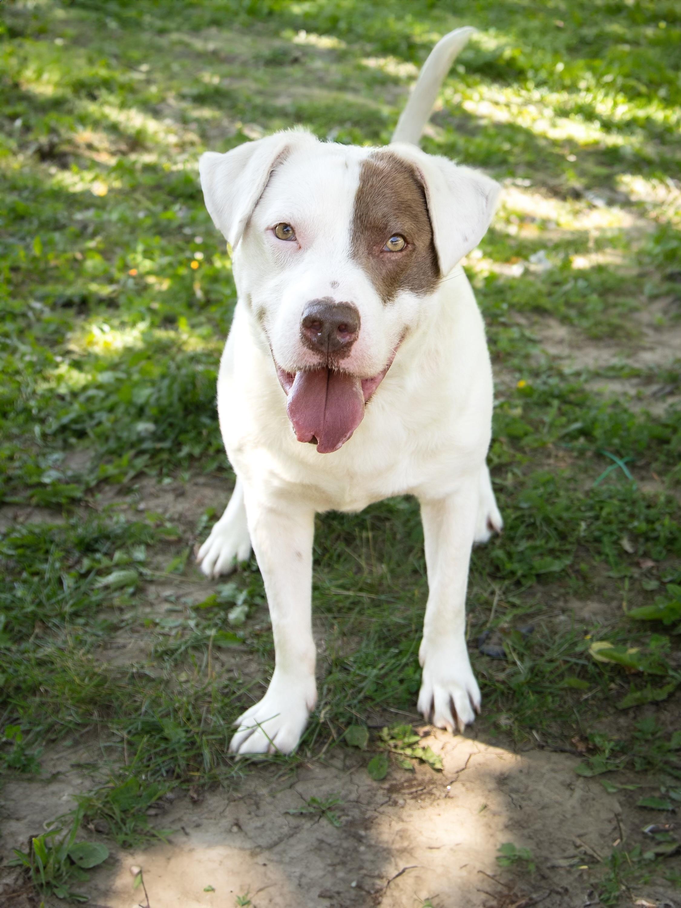 Sniffy, a ADOPTABLE Mixed Breed in Blue Springs, MO image 2/6