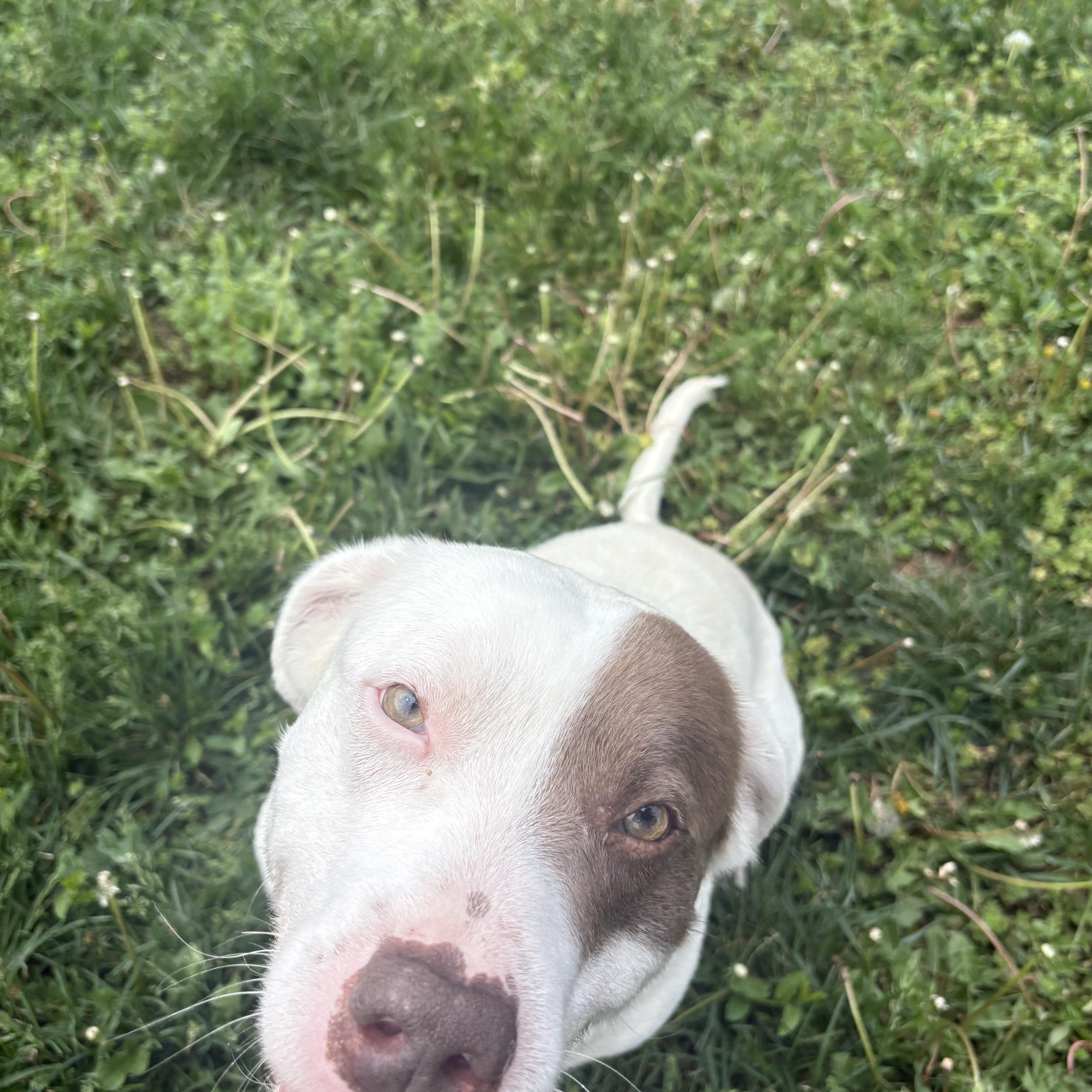 Sniffy, ADOPTABLE, Adult Male Mixed Breed.