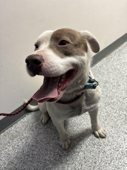 Enlarge Sniffy, a ADOPTABLE Mixed Breed in Blue Springs, MO image 2/4