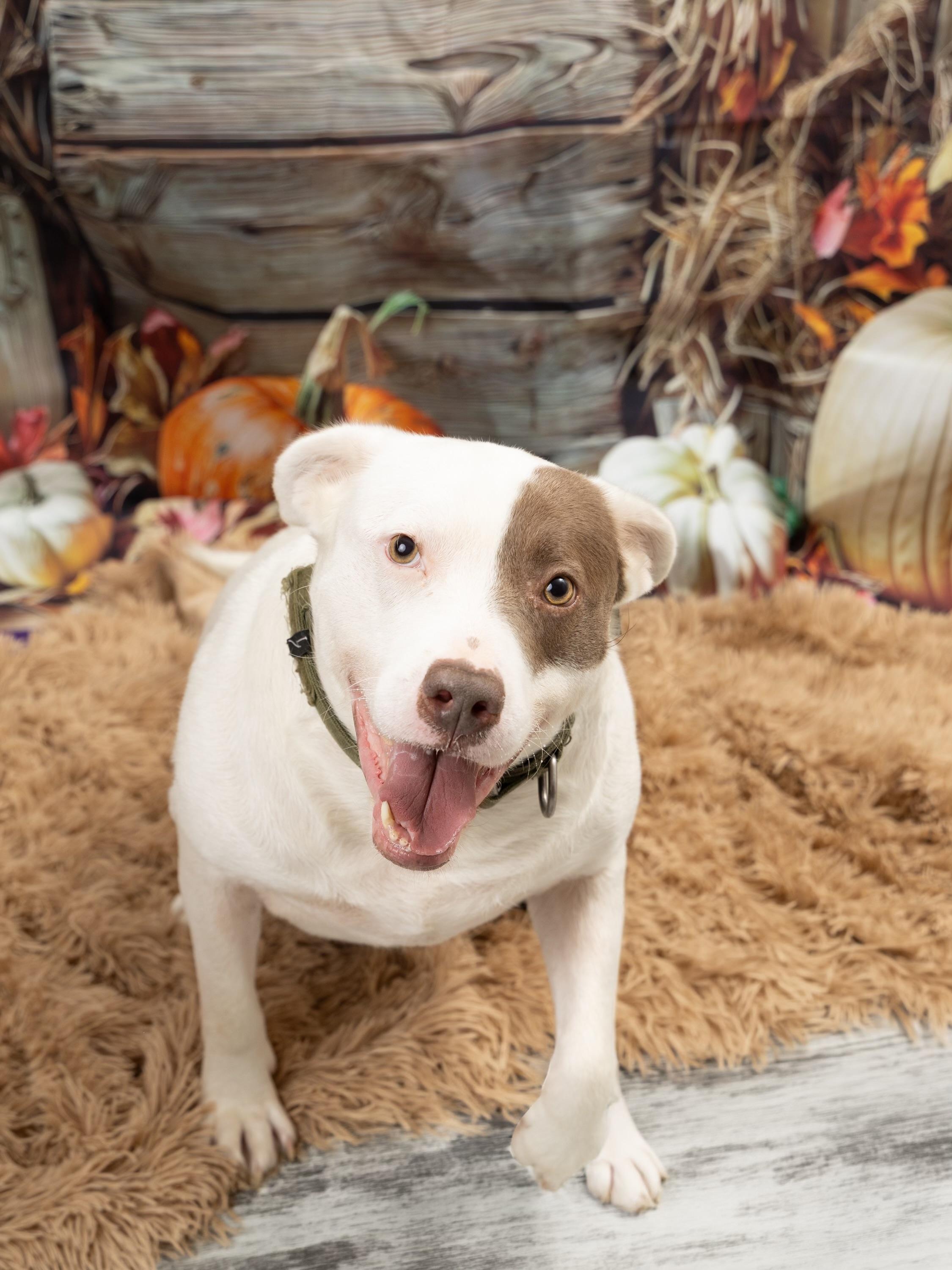 Enlarge Sniffy, a Adoptable Mixed Breed in Blue Springs, MO image 1/6