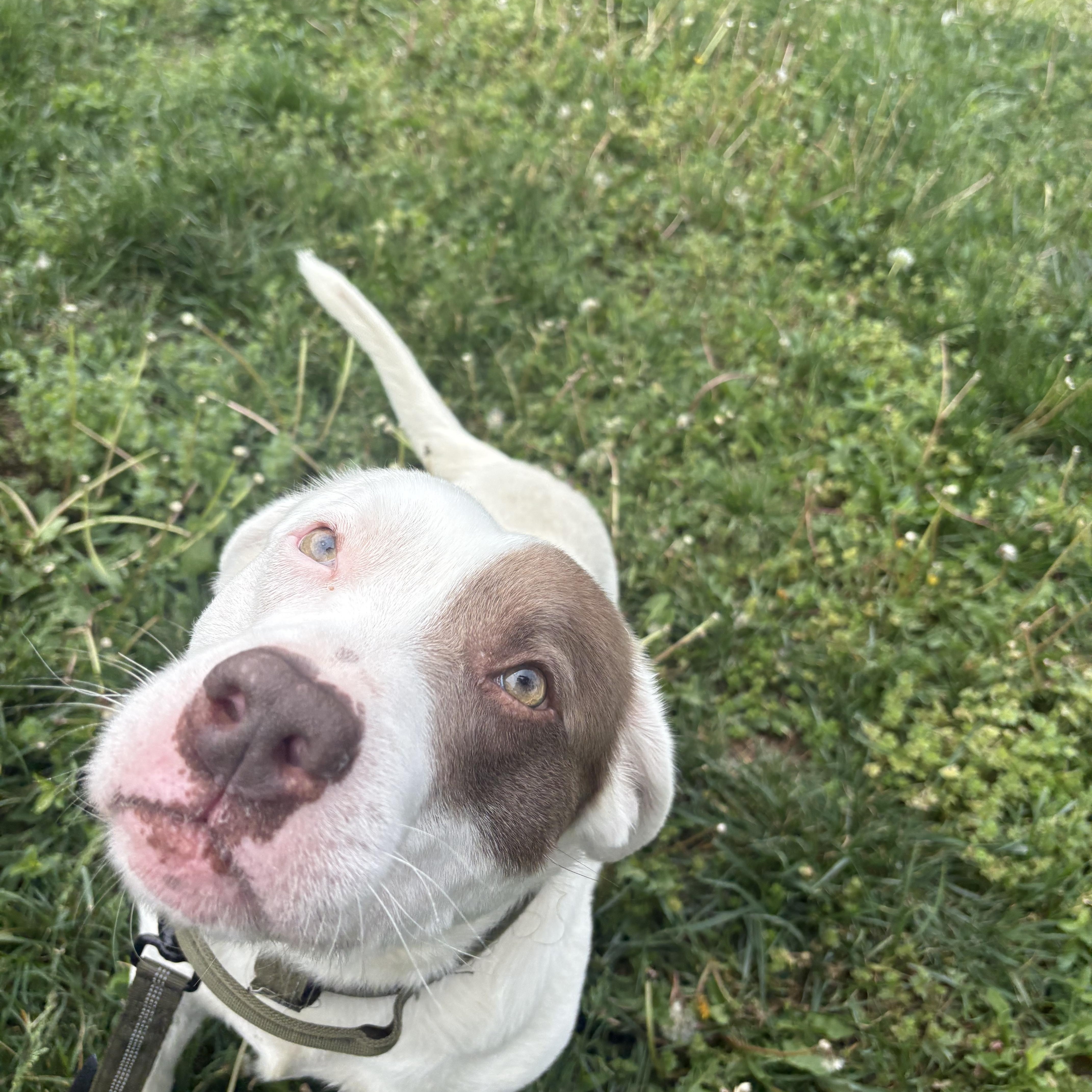Enlarge Sniffy, a ADOPTABLE Mixed Breed in Blue Springs, MO image 3/4