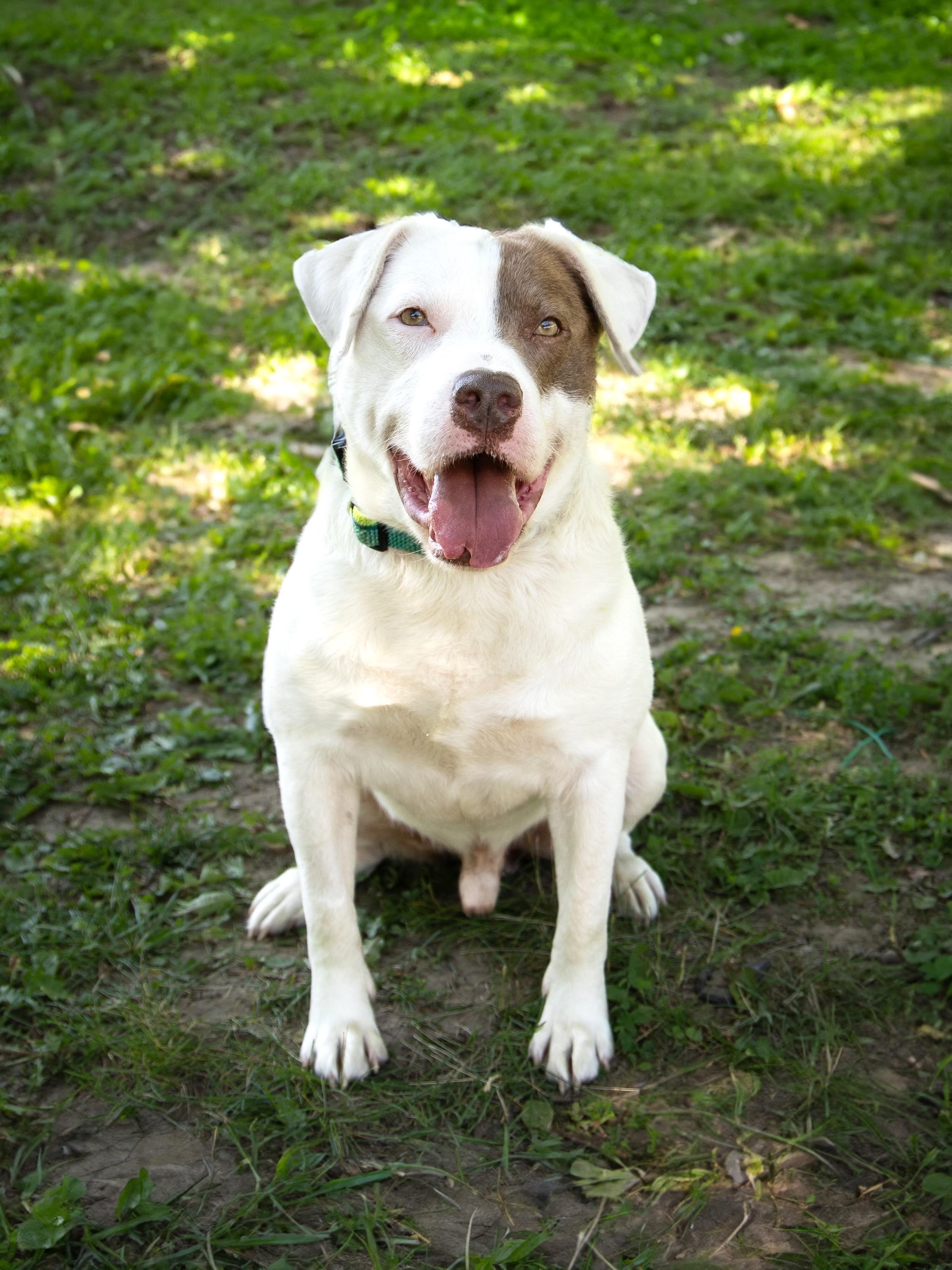 Sniffy, ADOPTABLE, Adult Male Mixed Breed.