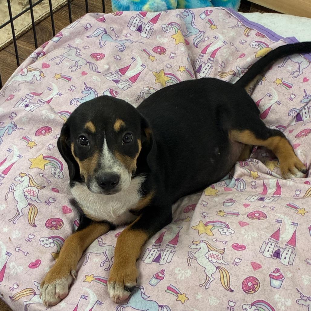 Enlarge Floppy, a Adoptable Mixed Breed in Morriston, FL image 1/6